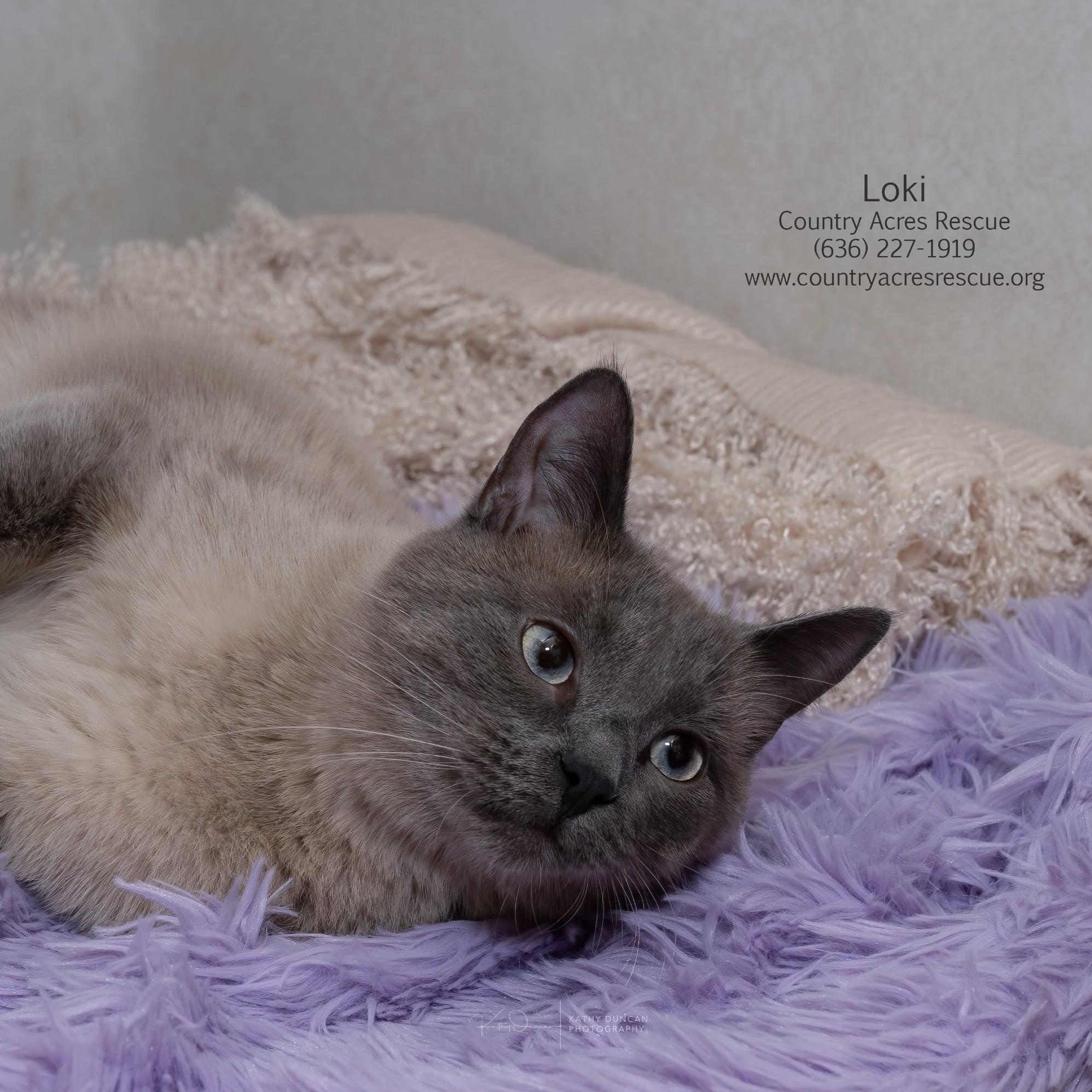 Loki, a ADOPTABLE mixed breed in Manchester, MO image 2/4