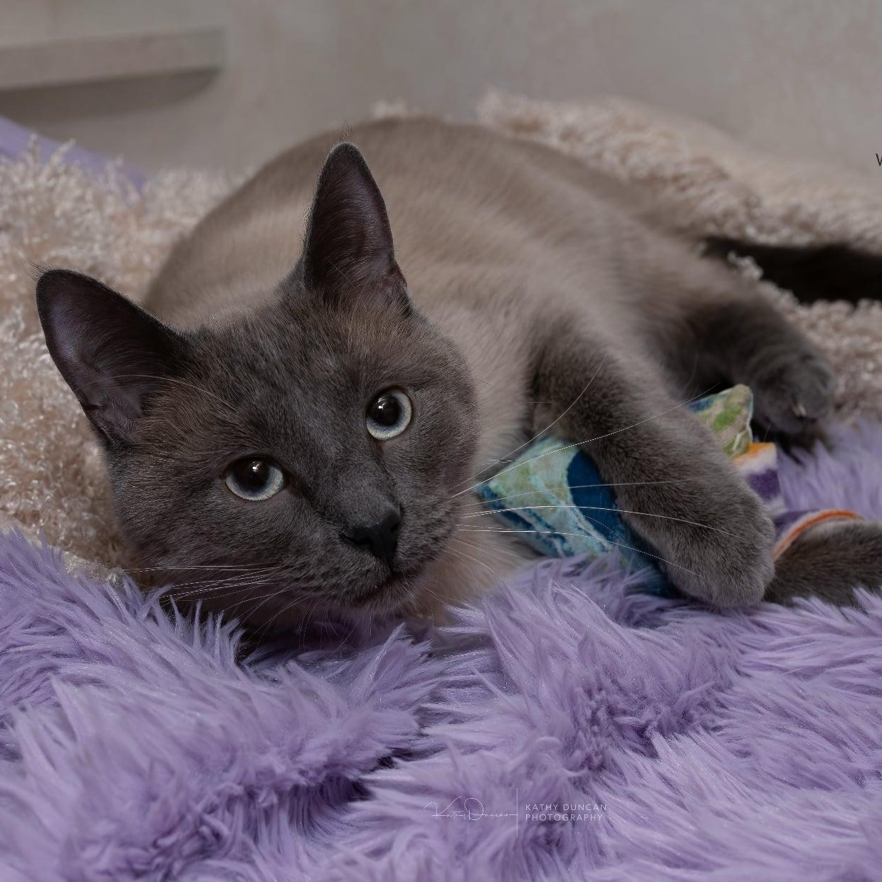 Loki, a ADOPTABLE mixed breed in Manchester, MO image 4/4