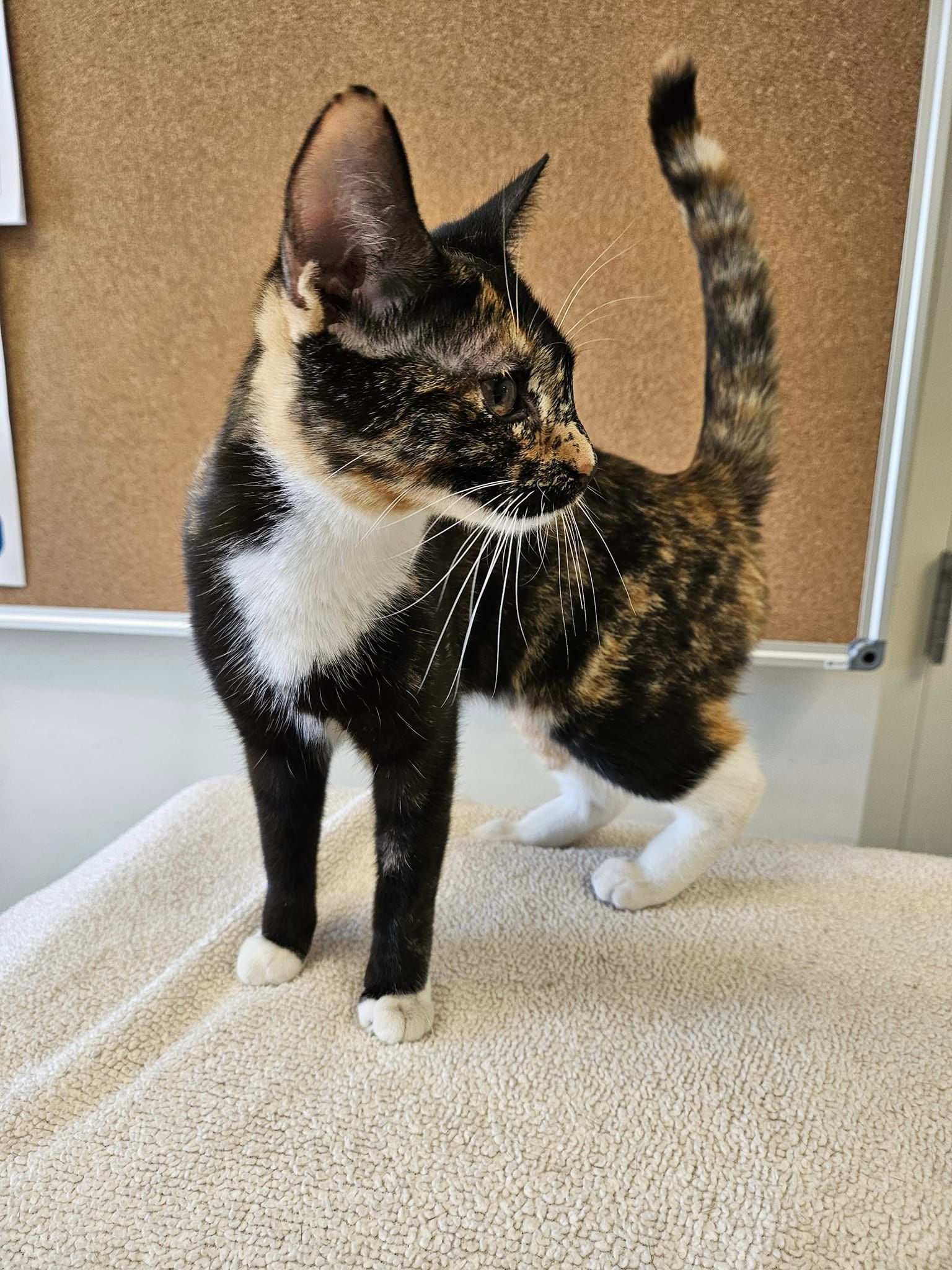 Gypsy, Adopted, Young Female Domestic Short Hair.