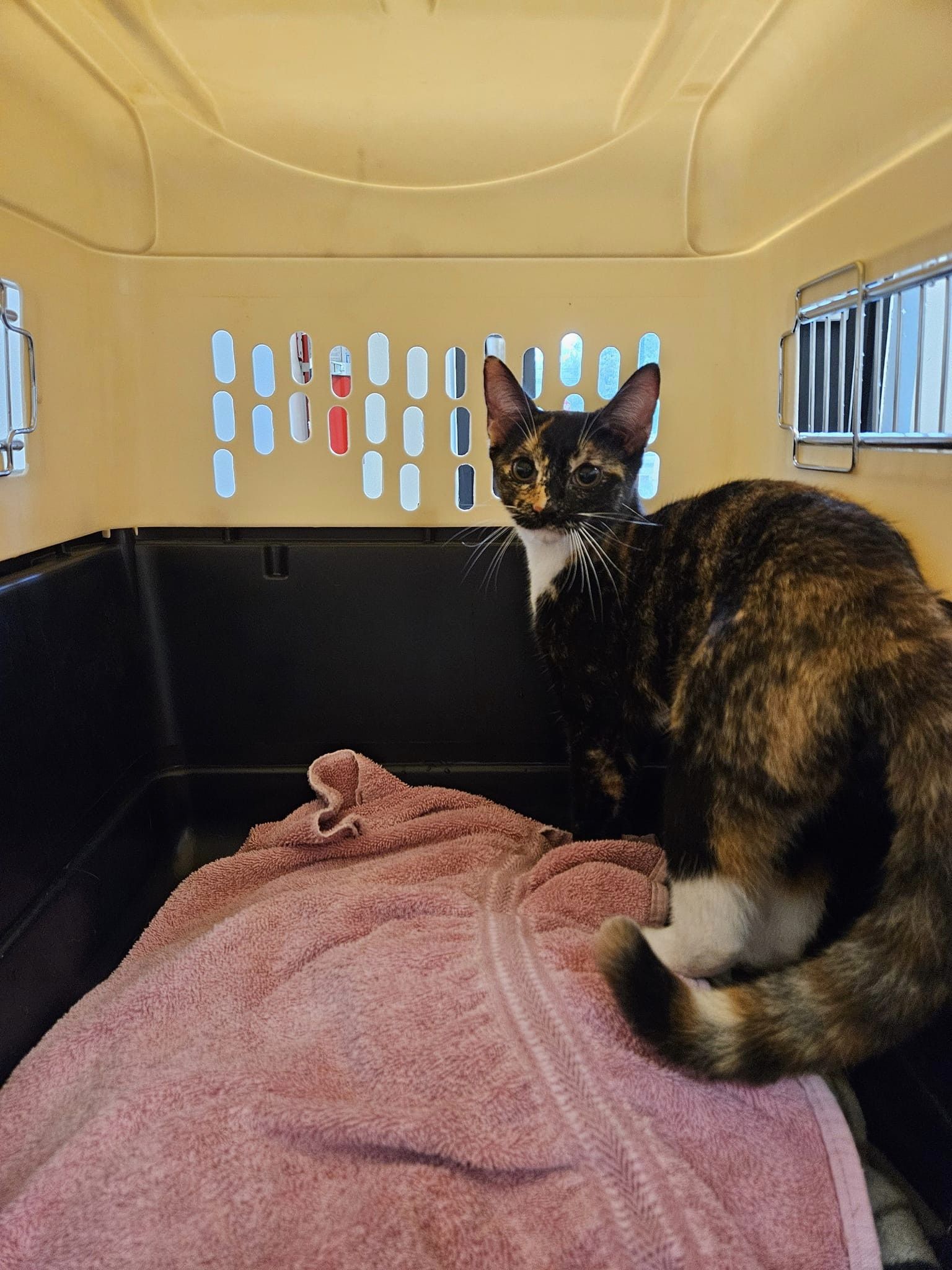 Gypsy, a Adopted Domestic Short Hair in Windsor, CT image 3/3