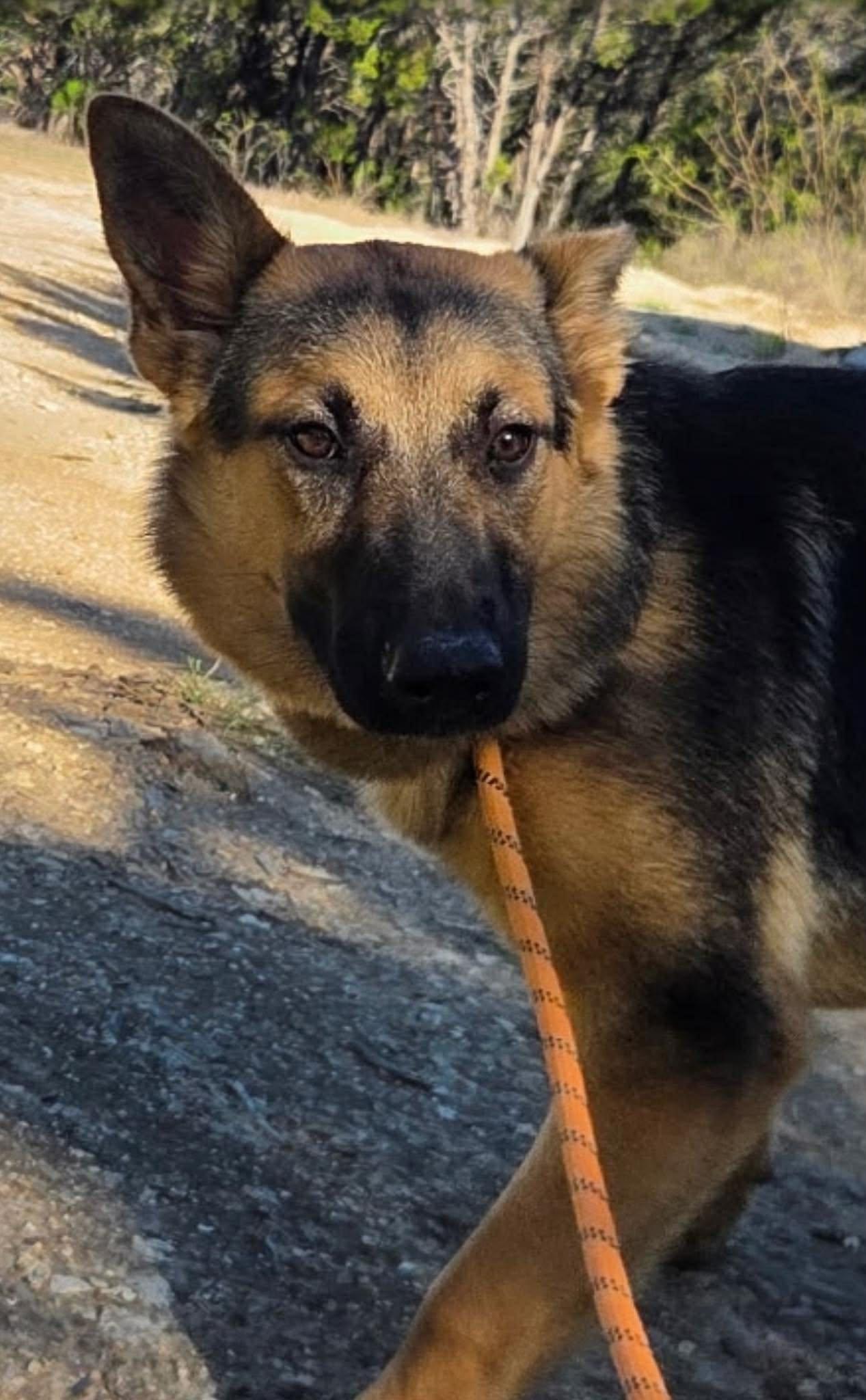 Enlarge Brownie, a ADOPTABLE mixed breed in Lockhart, TX image 3/6