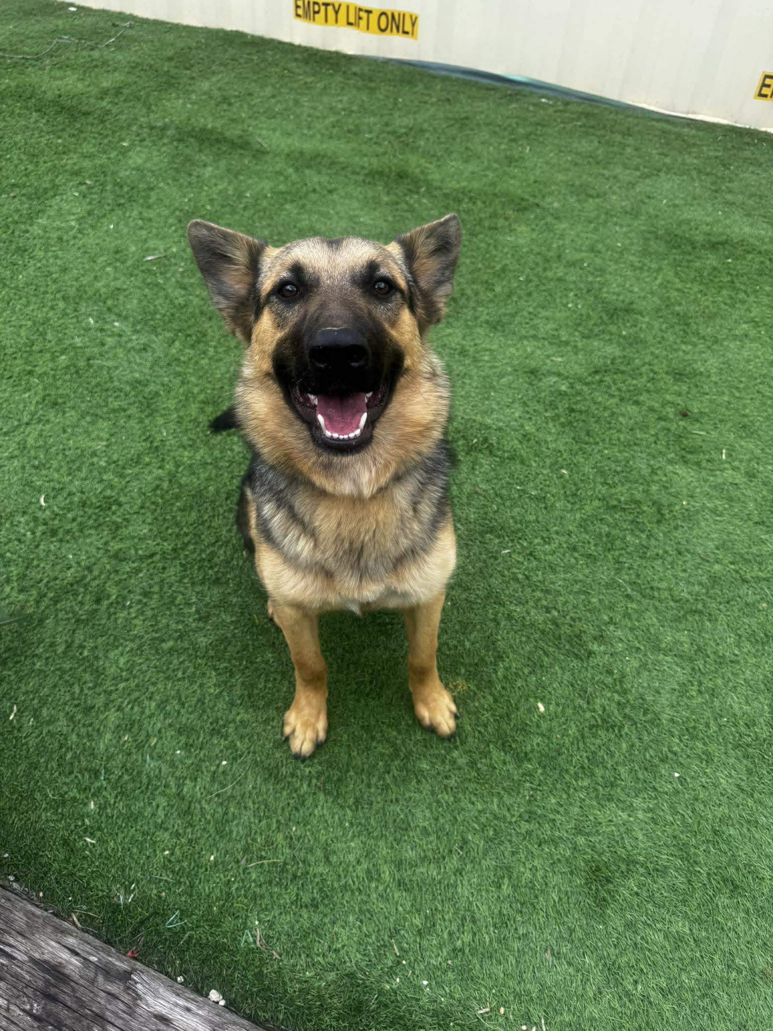 Enlarge Brownie, a ADOPTABLE mixed breed in Lockhart, TX image 4/6