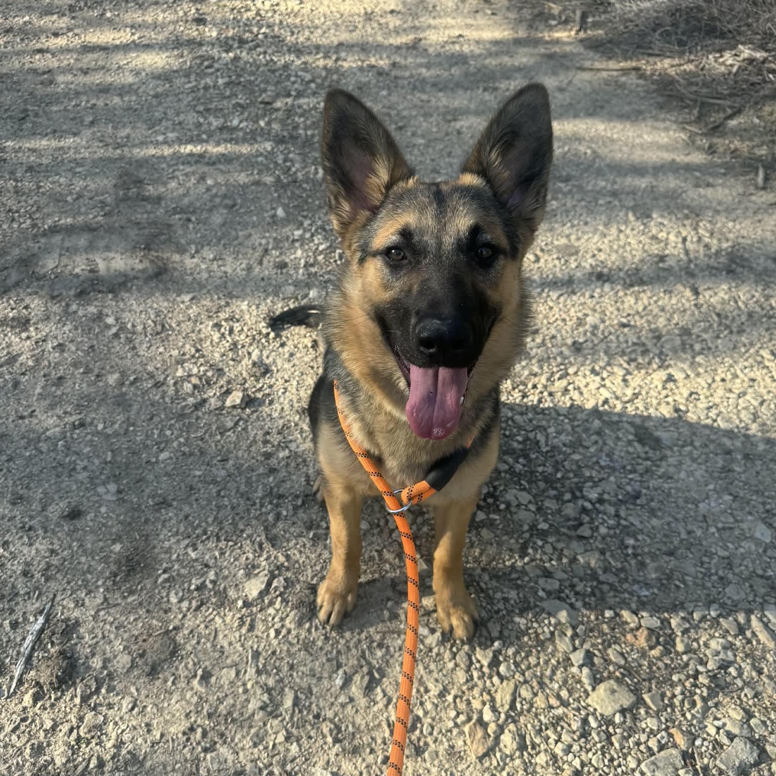 Enlarge Brownie, a ADOPTABLE mixed breed in Lockhart, TX image 2/6