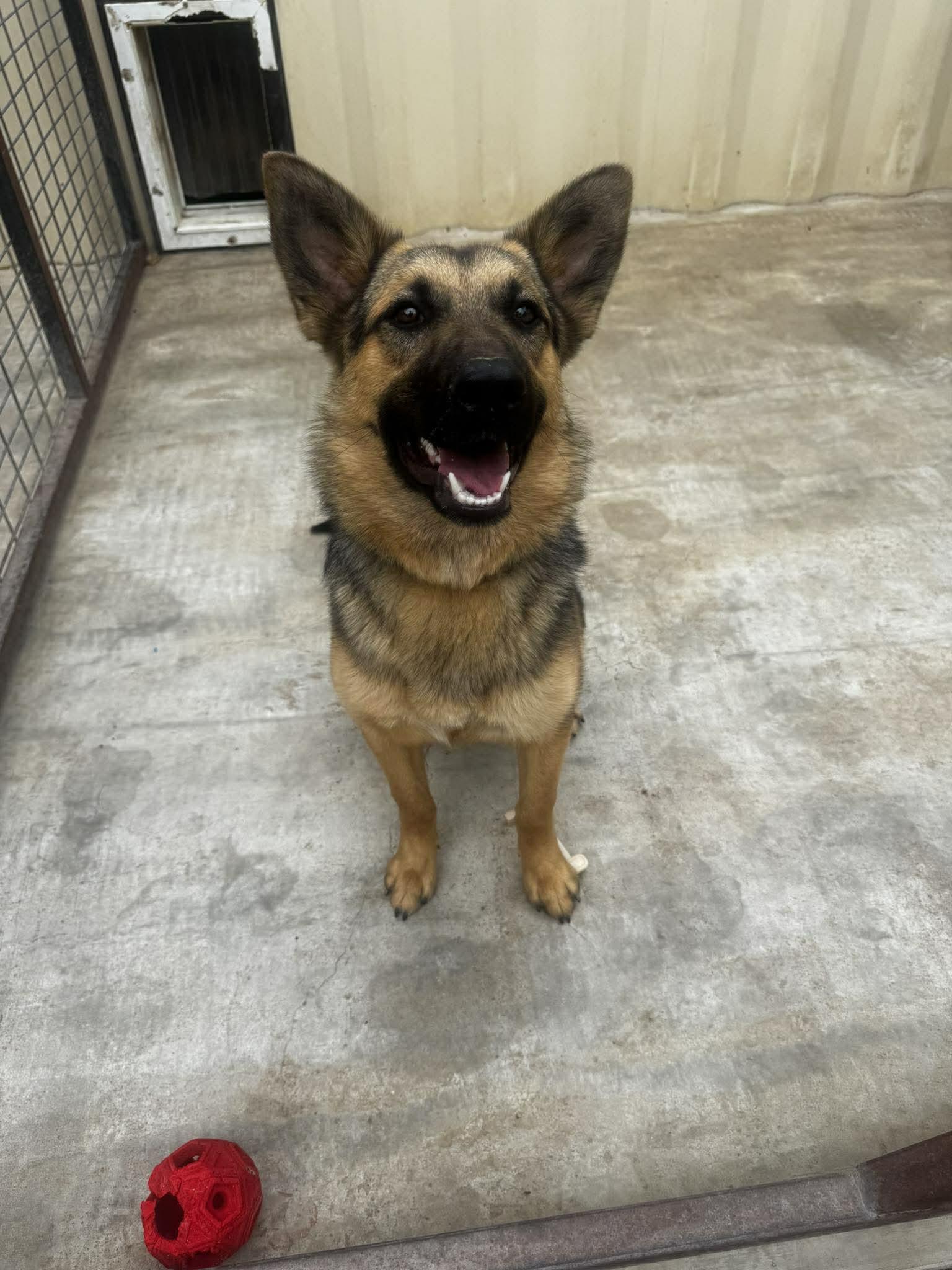 Enlarge Brownie, a ADOPTABLE mixed breed in Lockhart, TX image 6/6