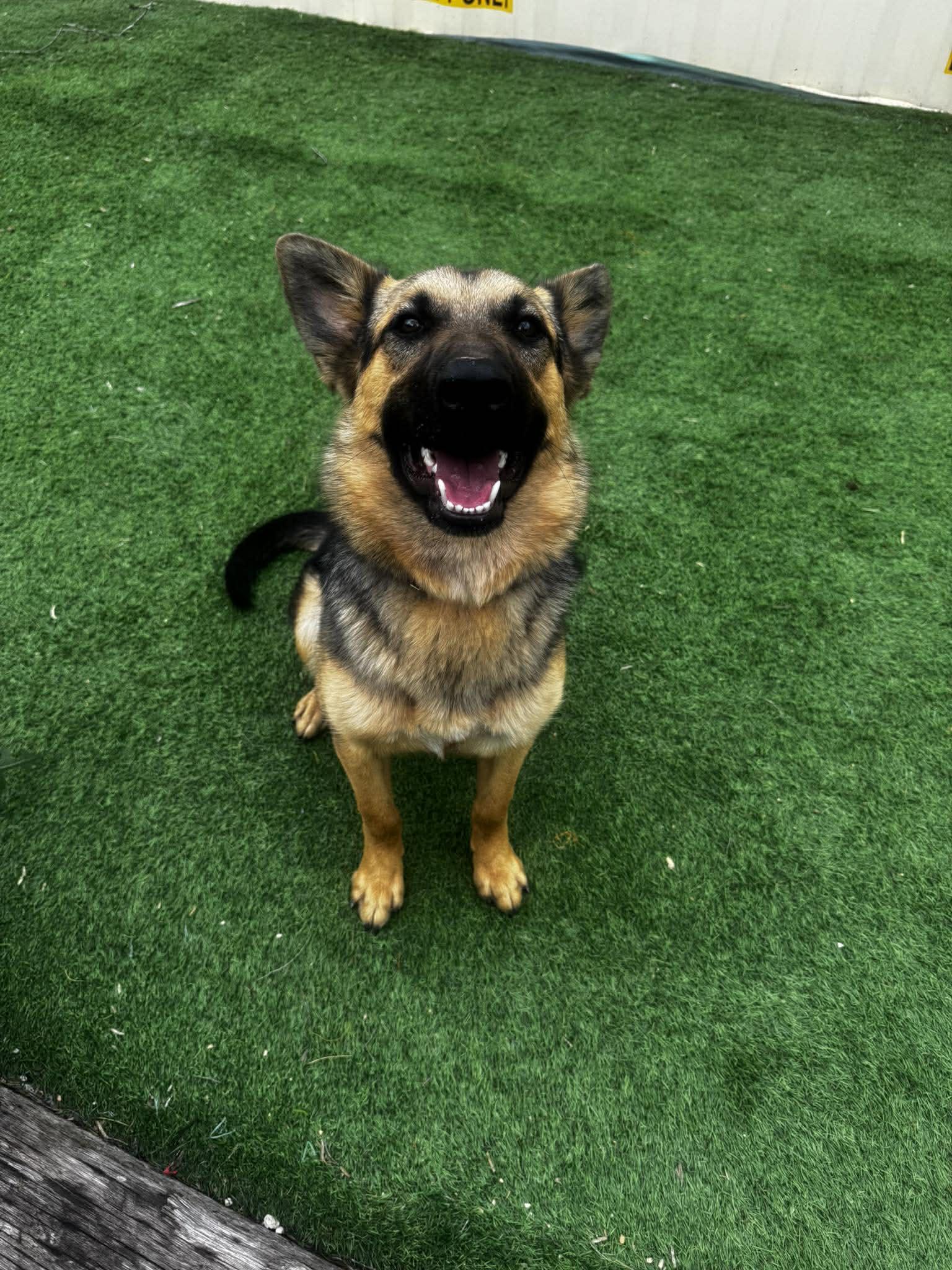 Enlarge Brownie, a ADOPTABLE mixed breed in Lockhart, TX image 1/6