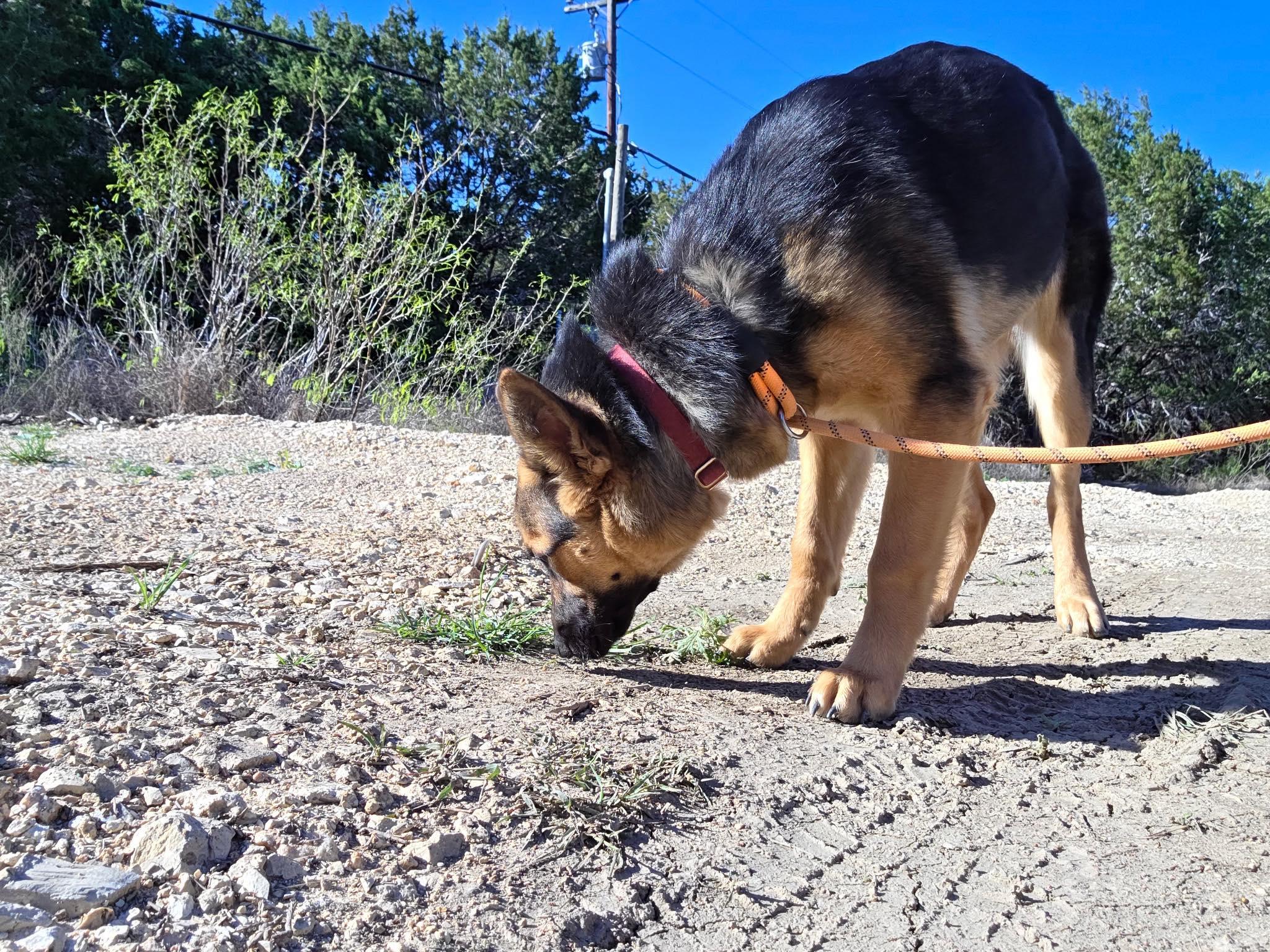 Enlarge Brownie, a ADOPTABLE mixed breed in Lockhart, TX image 5/6