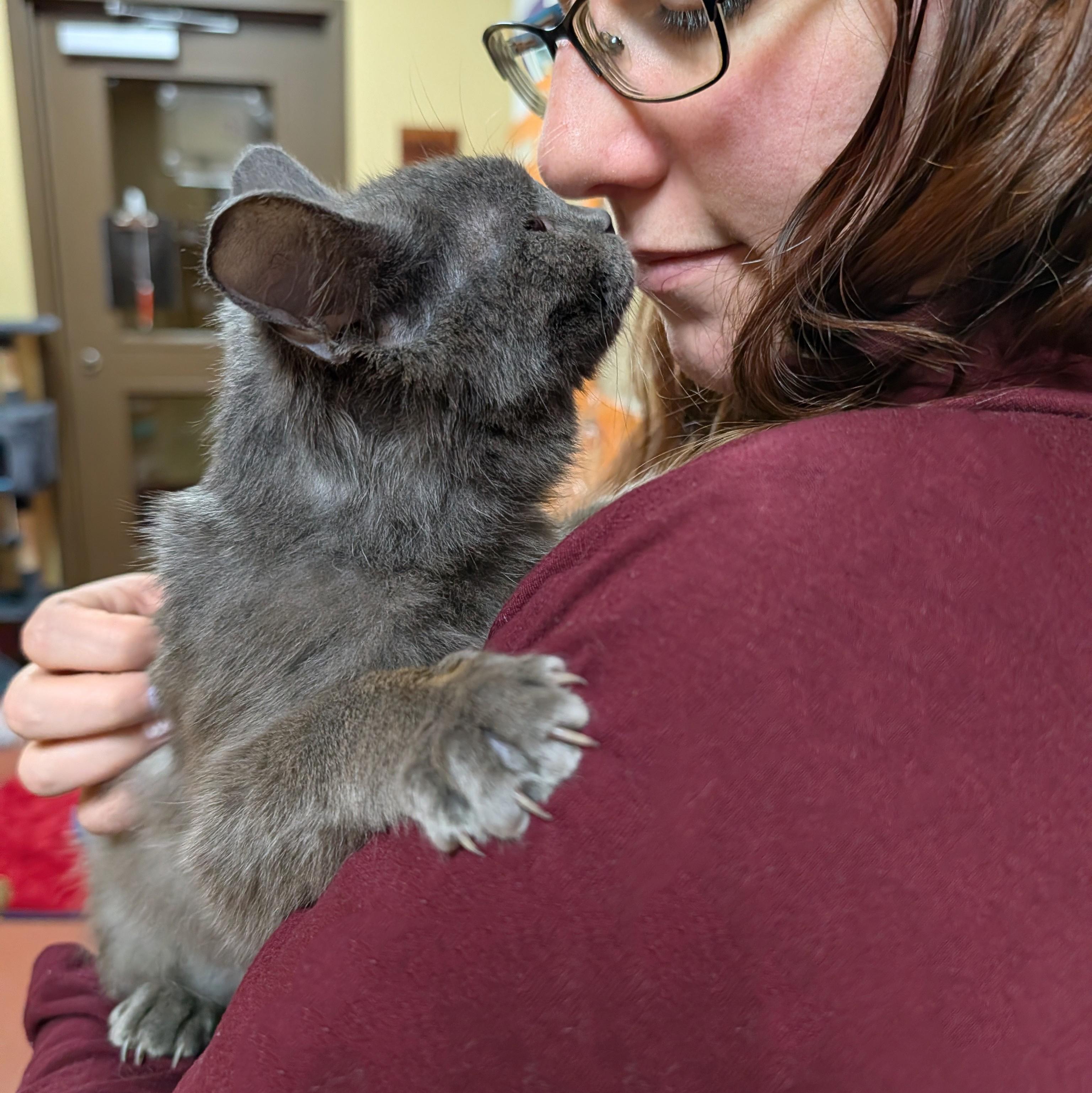 Kashmire, a ADOPTABLE Domestic Short Hair in Accident, MD image 4/6