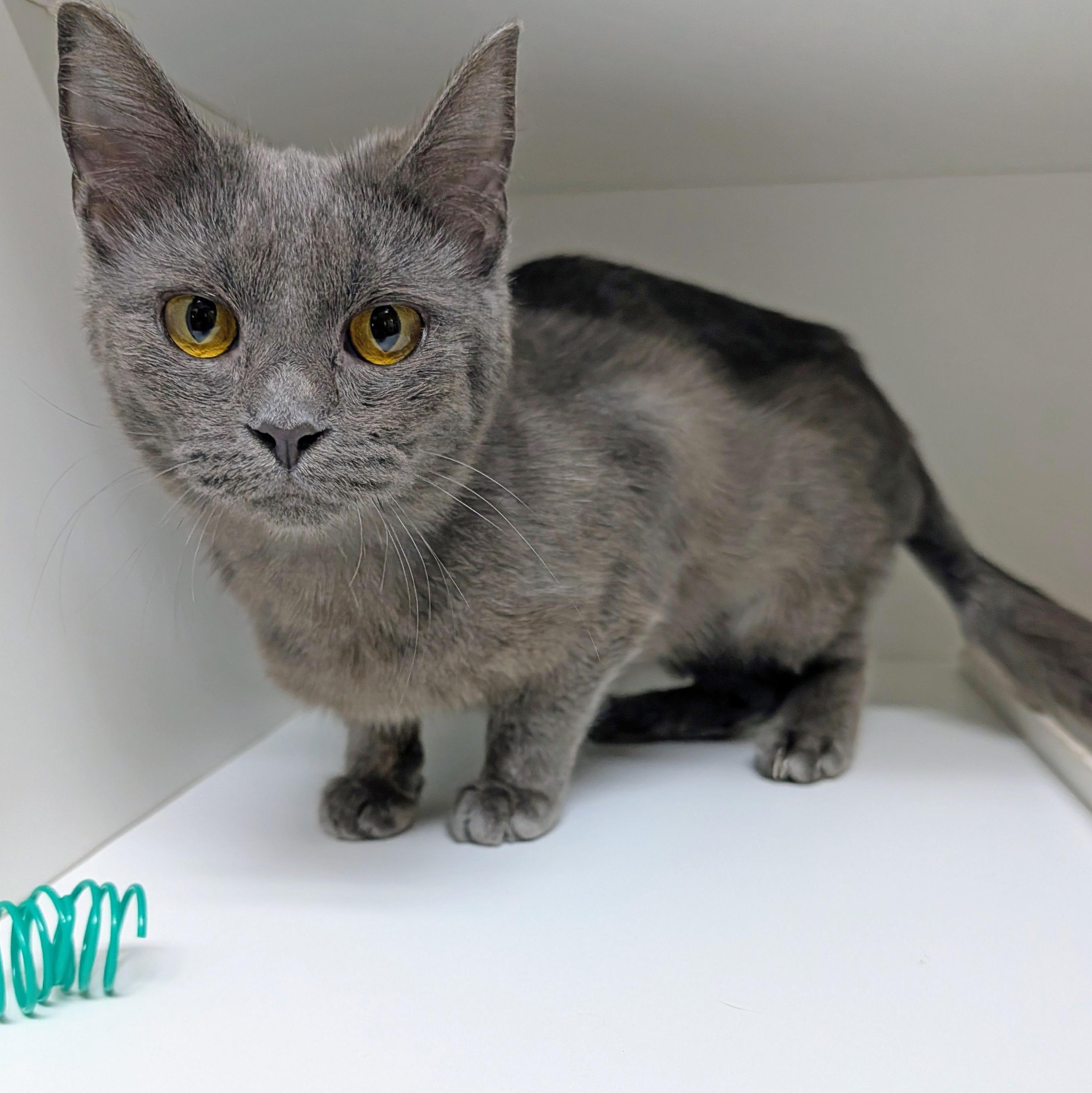 Kashmire, a ADOPTABLE Domestic Short Hair in Accident, MD image 3/6