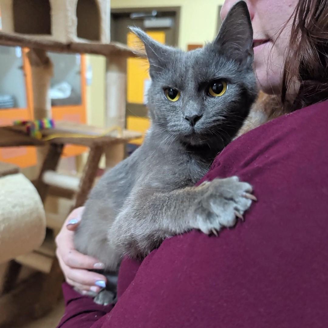 Kashmire, a ADOPTABLE Domestic Short Hair in Accident, MD image 5/6