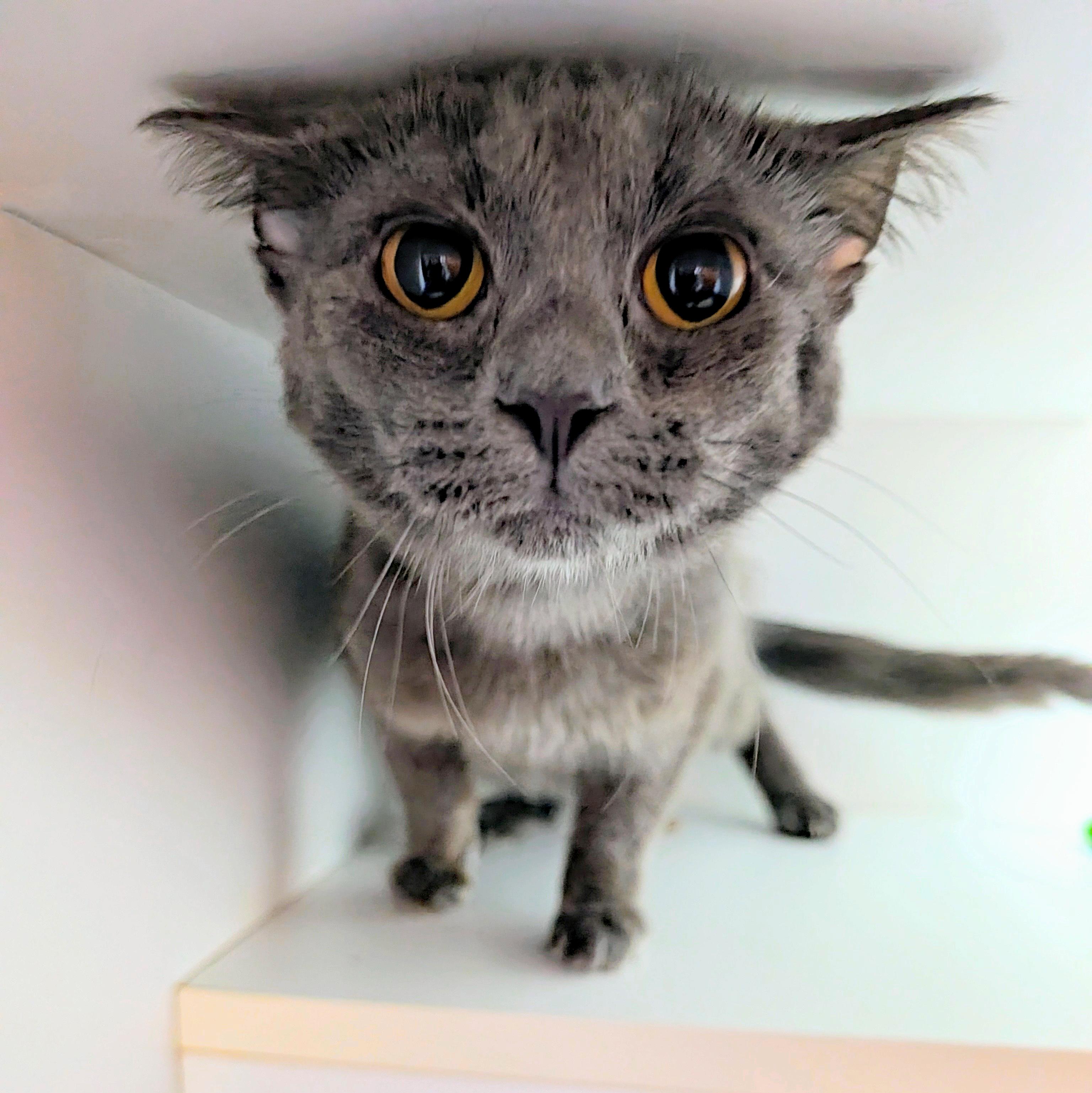 Kashmire, a ADOPTABLE Domestic Short Hair in Accident, MD image 2/6