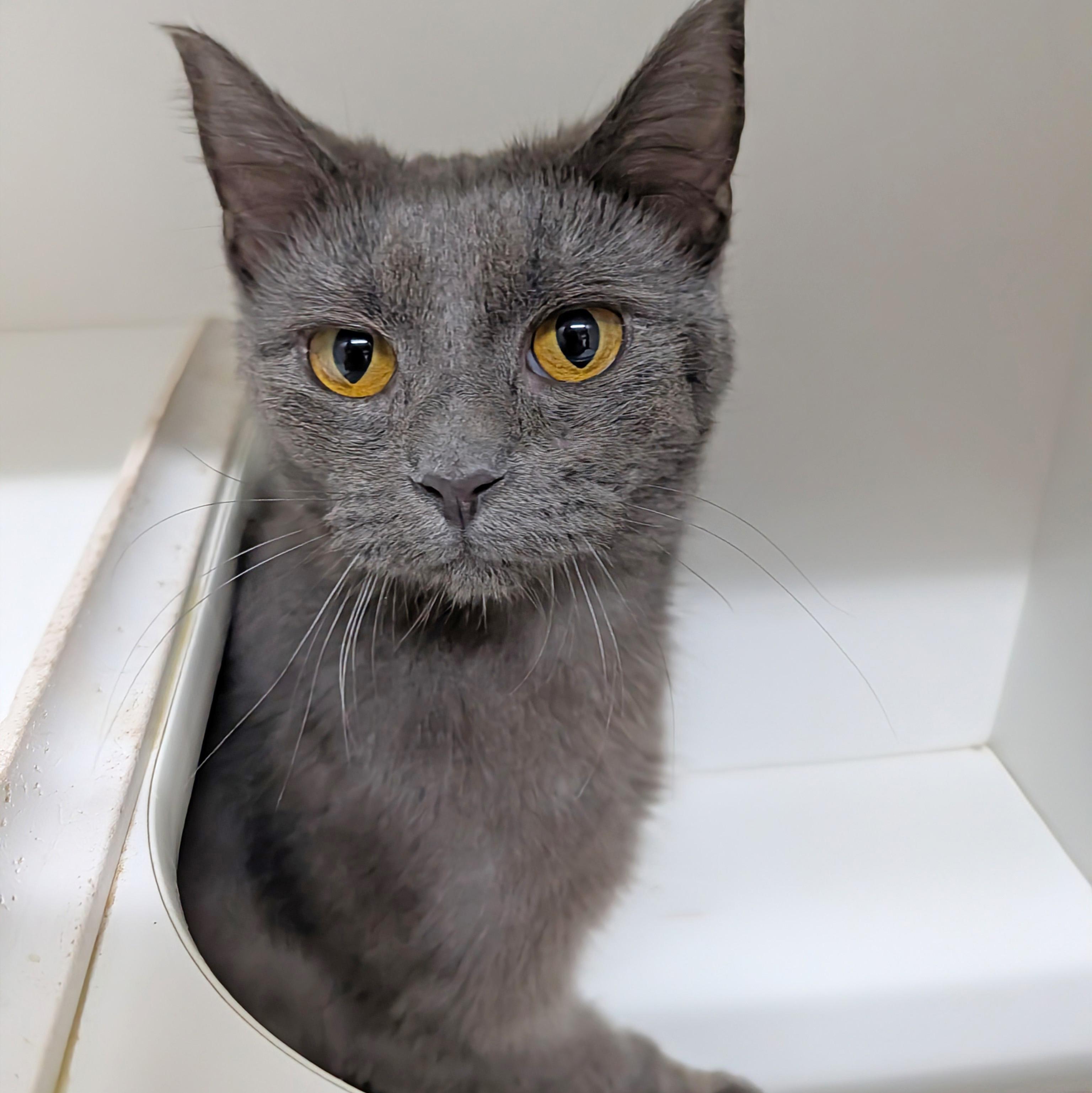 Kashmire, a ADOPTABLE Domestic Short Hair in Accident, MD image 6/6