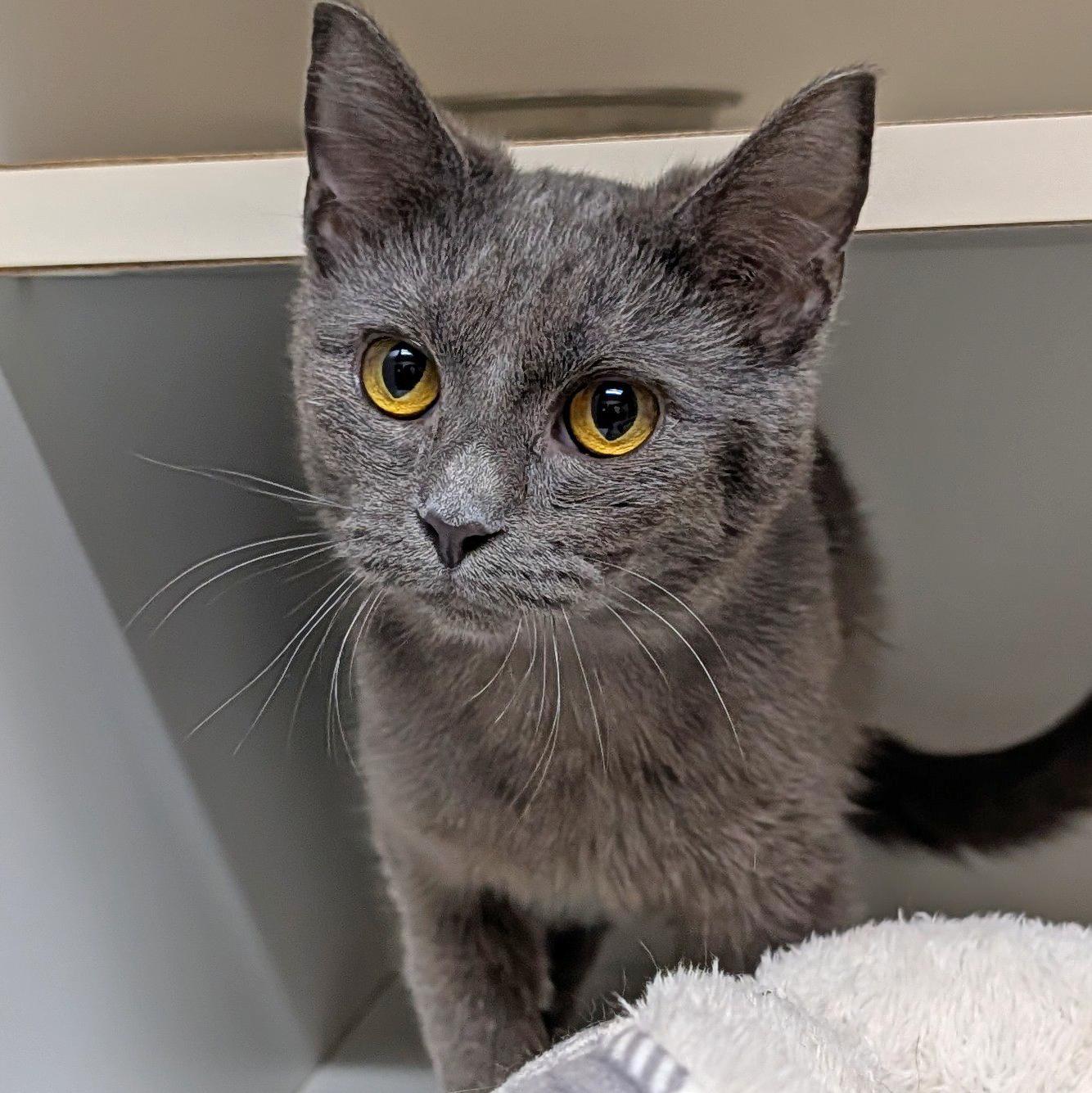 Kashmire, a ADOPTABLE Domestic Short Hair in Accident, MD image 1/6