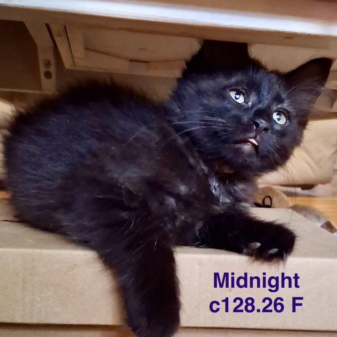 Enlarge Foster Midnight, a Adoptable Domestic Short Hair in Batavia, NY image 1/1