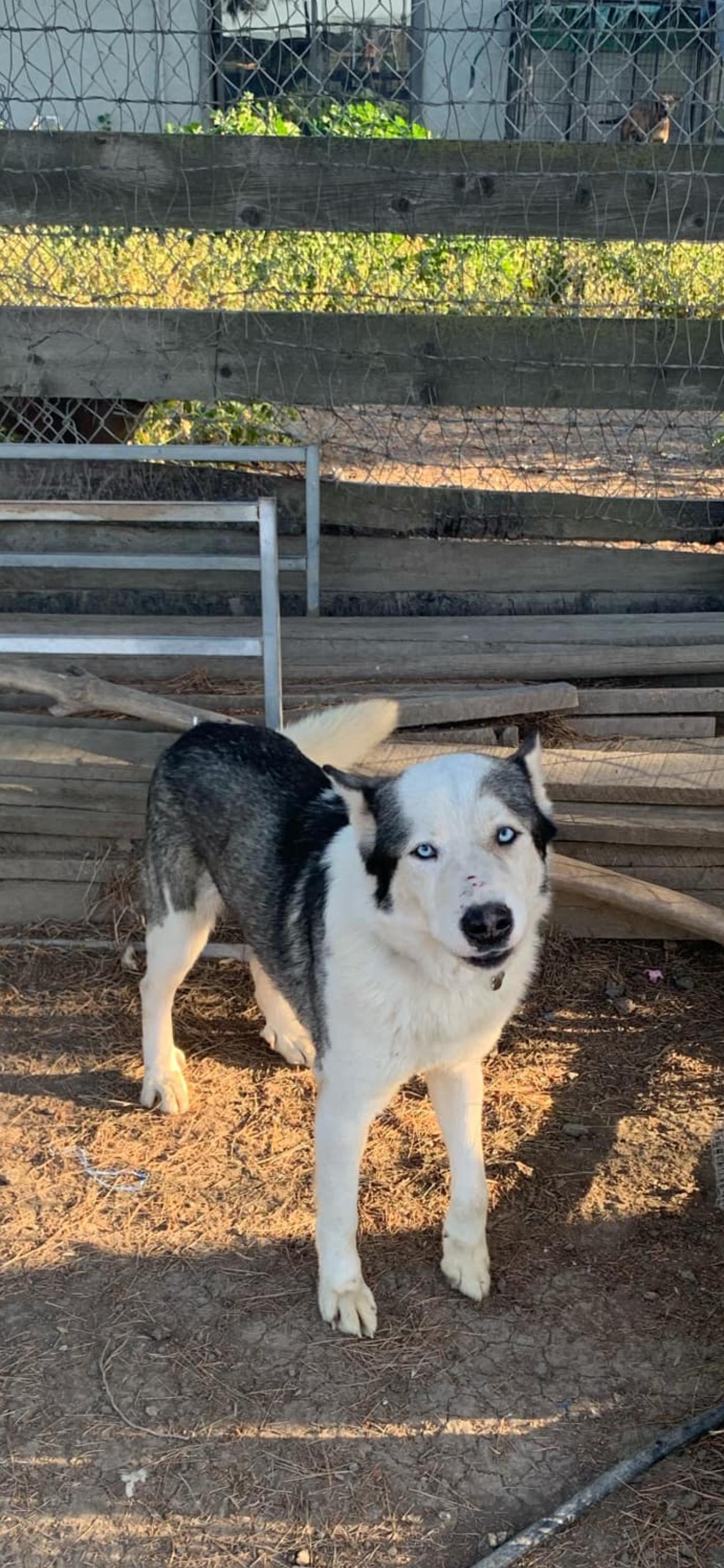 Enlarge Anchor, a Adoptable Siberian Husky in Cottonwood, CA image 1/5