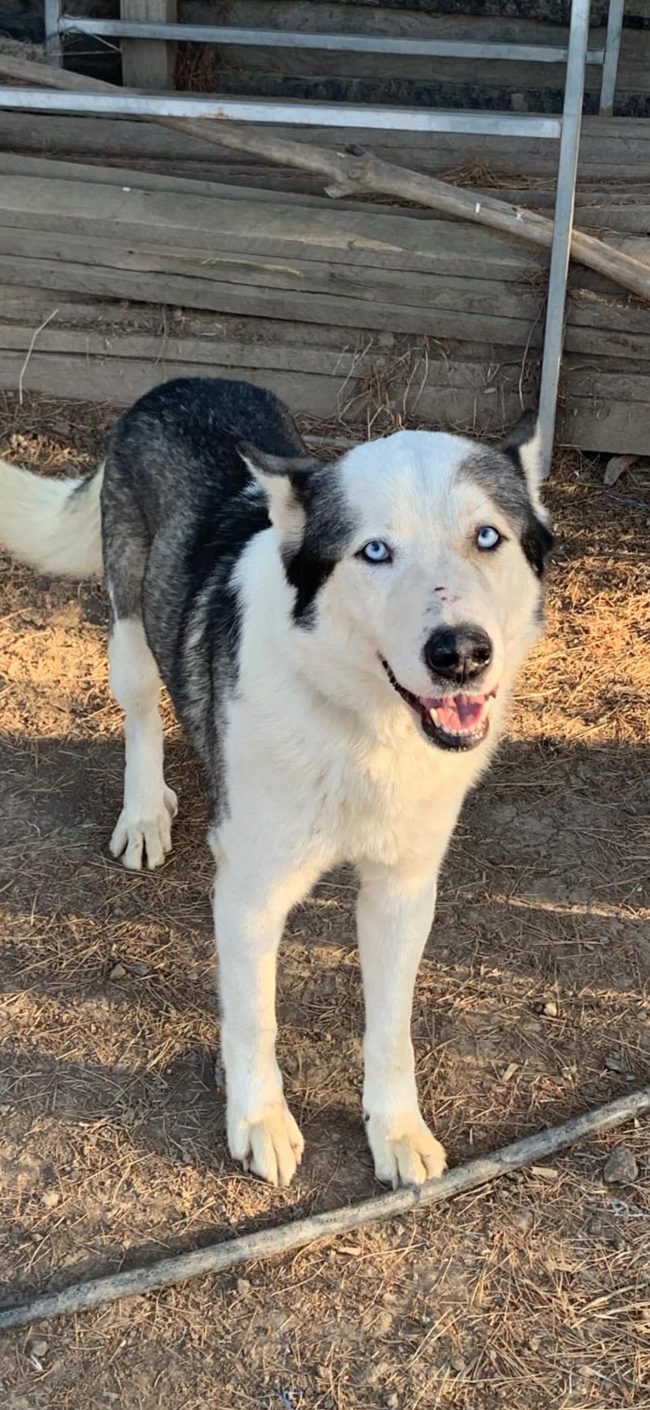 Enlarge Anchor, a Adoptable Siberian Husky in Cottonwood, CA image 2/5