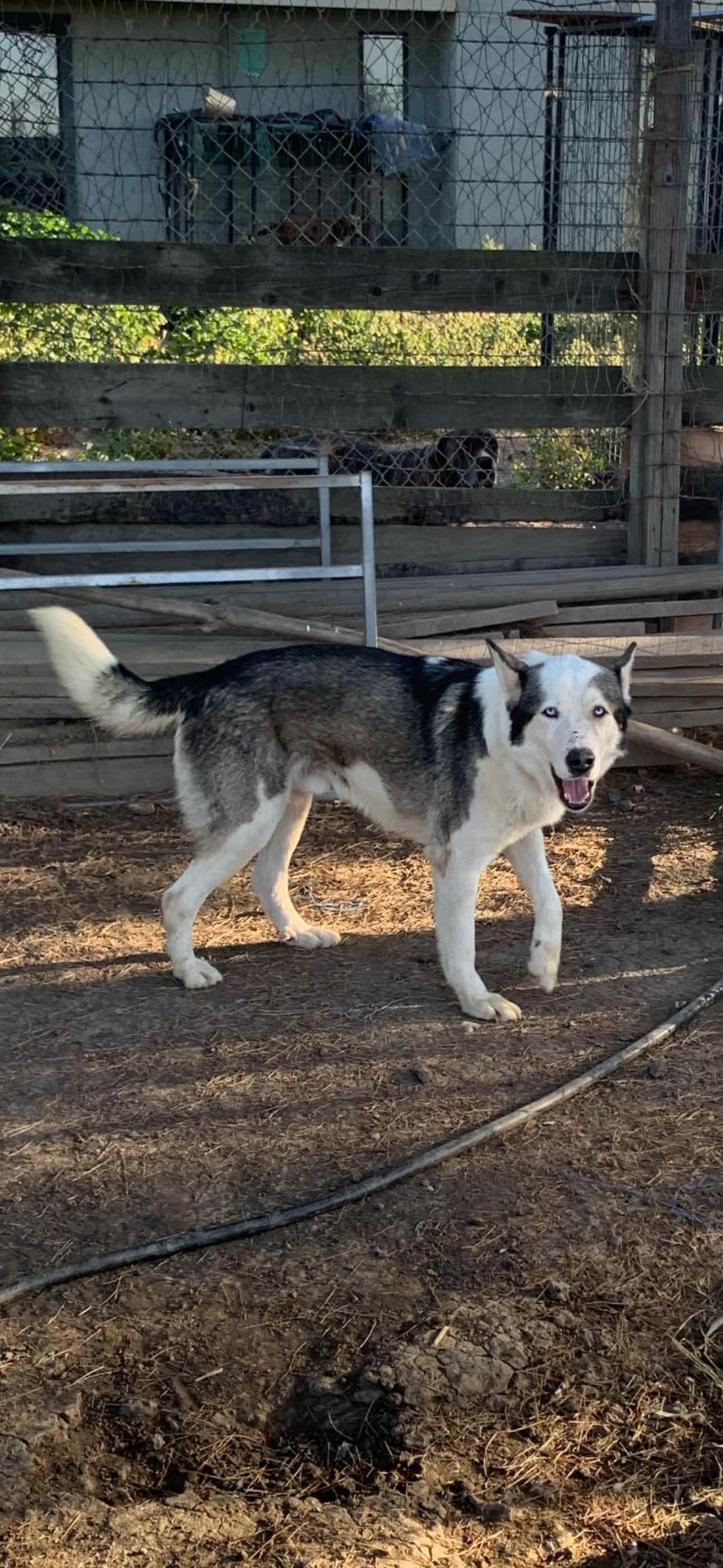Enlarge Anchor, a Adoptable Siberian Husky in Cottonwood, CA image 3/5