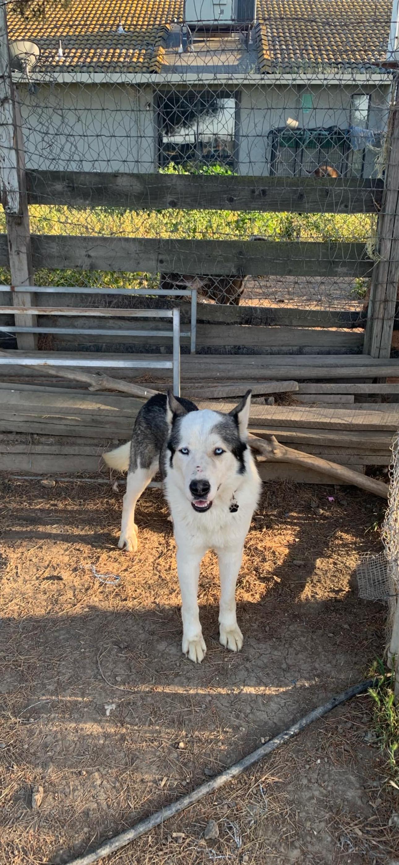 Enlarge Anchor, a Adoptable Siberian Husky in Cottonwood, CA image 4/5