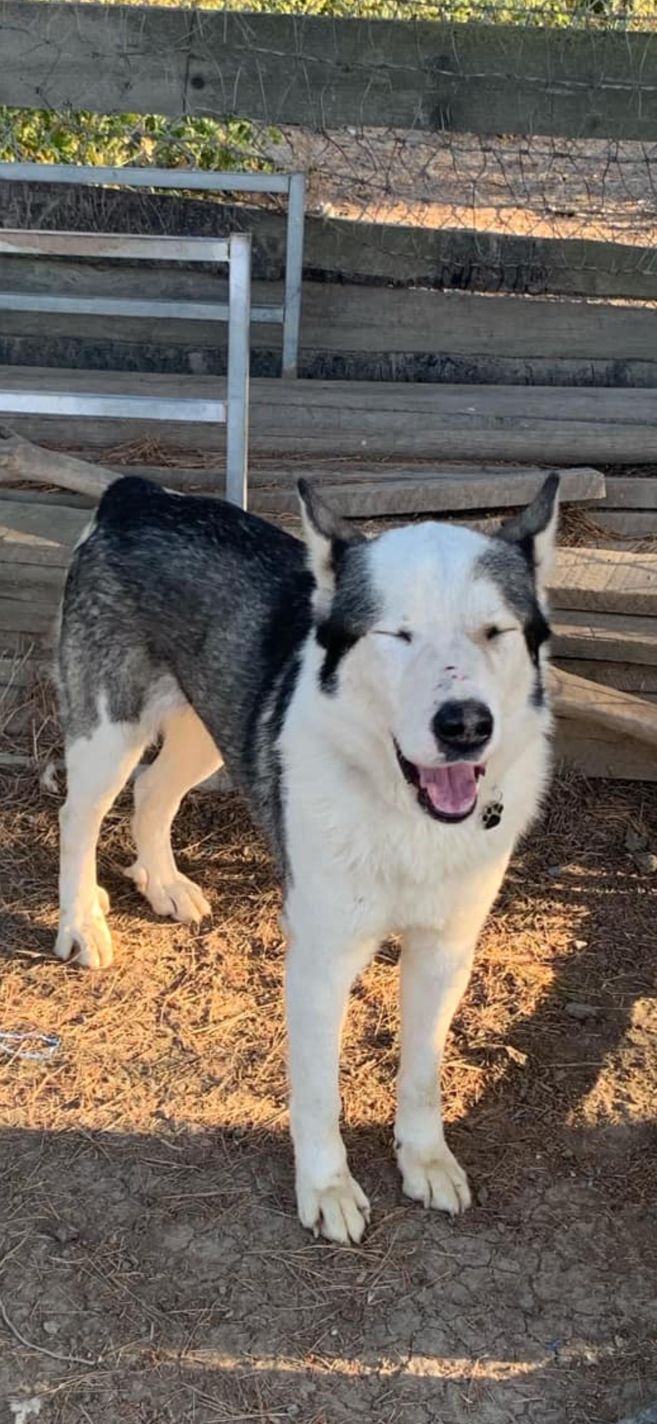 Enlarge Anchor, a Adoptable Siberian Husky in Cottonwood, CA image 5/5