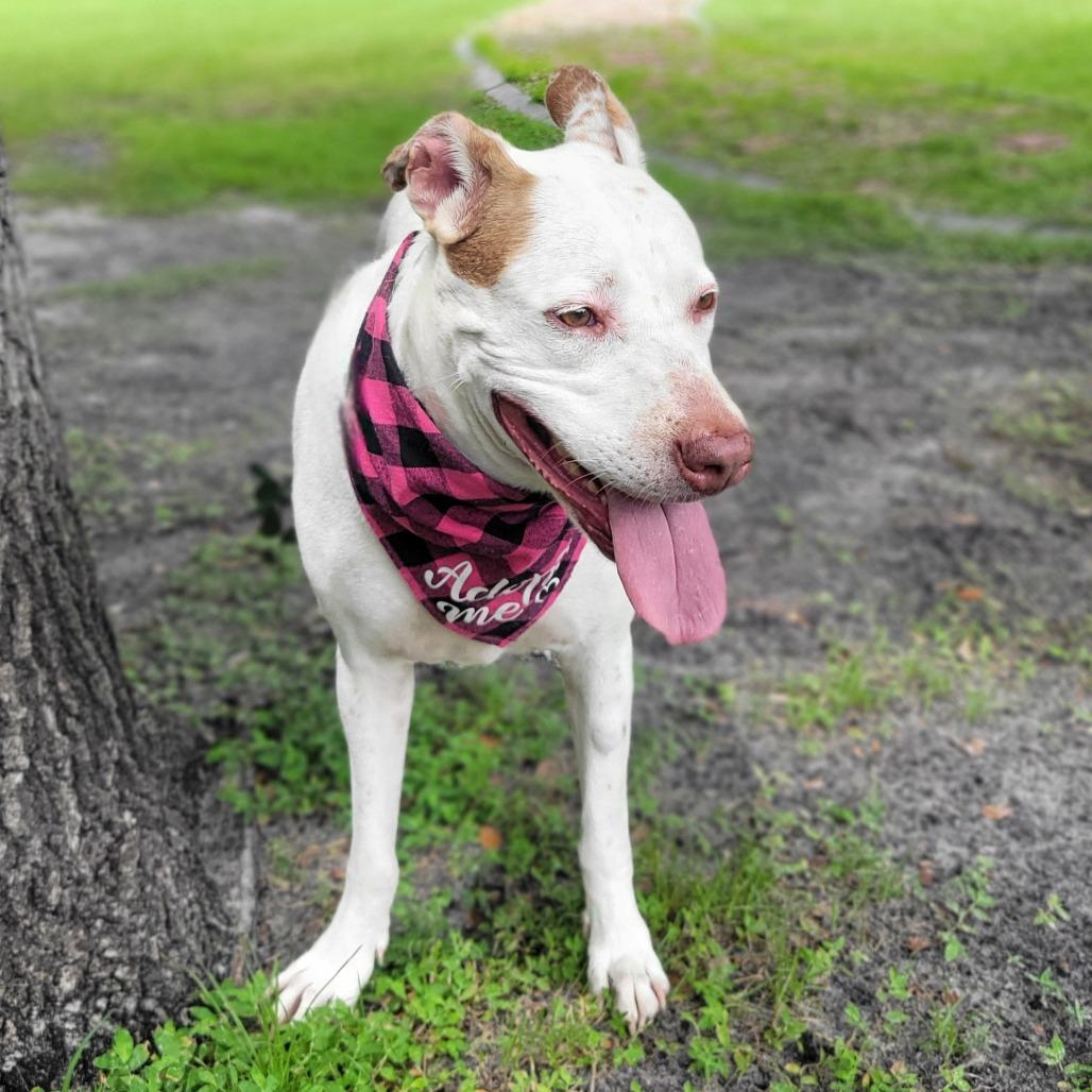 Enlarge Penny, a Adoptable Mixed Breed in Port Charlotte, FL image 1/6
