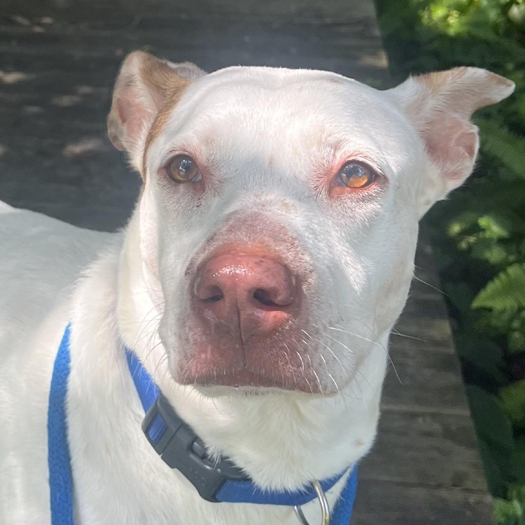 Enlarge Penny, a Adoptable Mixed Breed in Port Charlotte, FL image 2/6