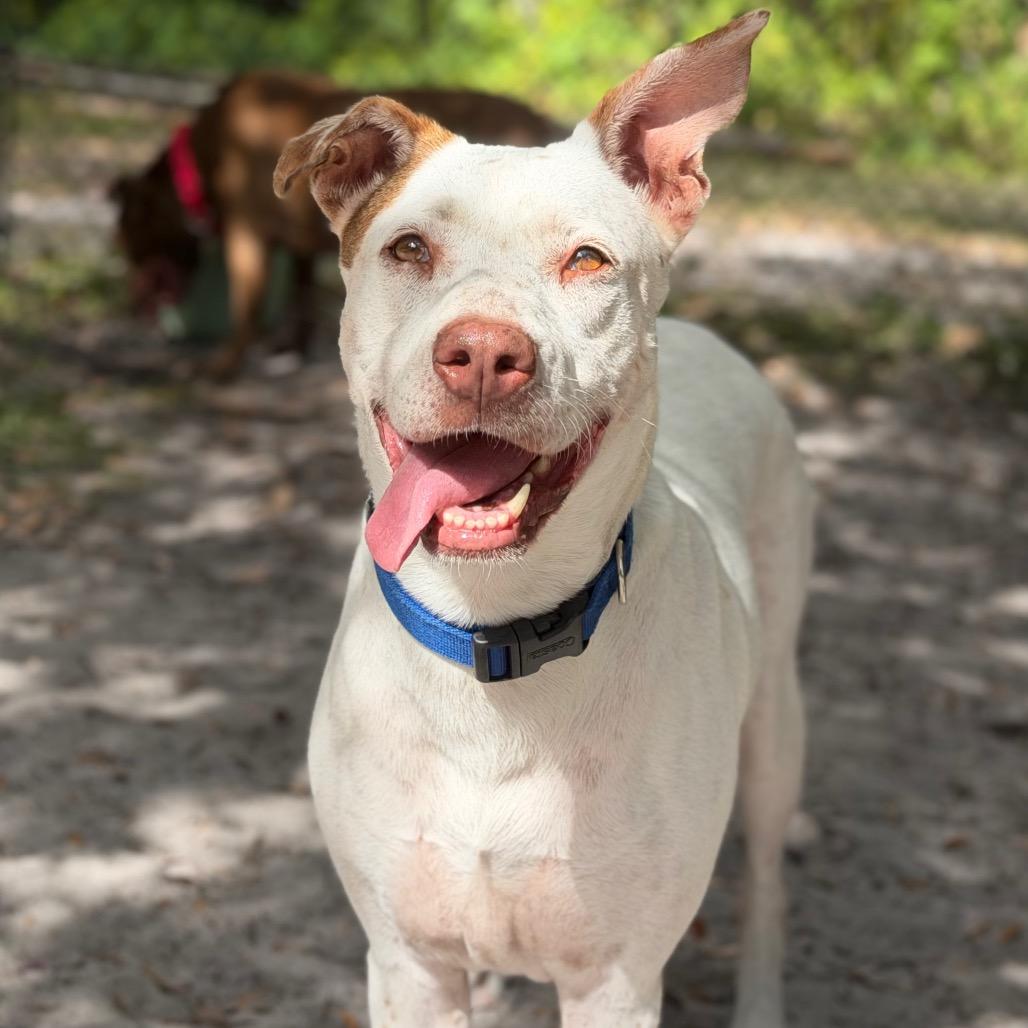 Enlarge Penny, a Adoptable Mixed Breed in Port Charlotte, FL image 3/6