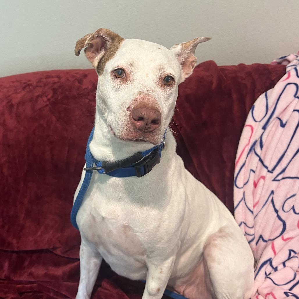 Enlarge Penny, a Adoptable Mixed Breed in Port Charlotte, FL image 4/6