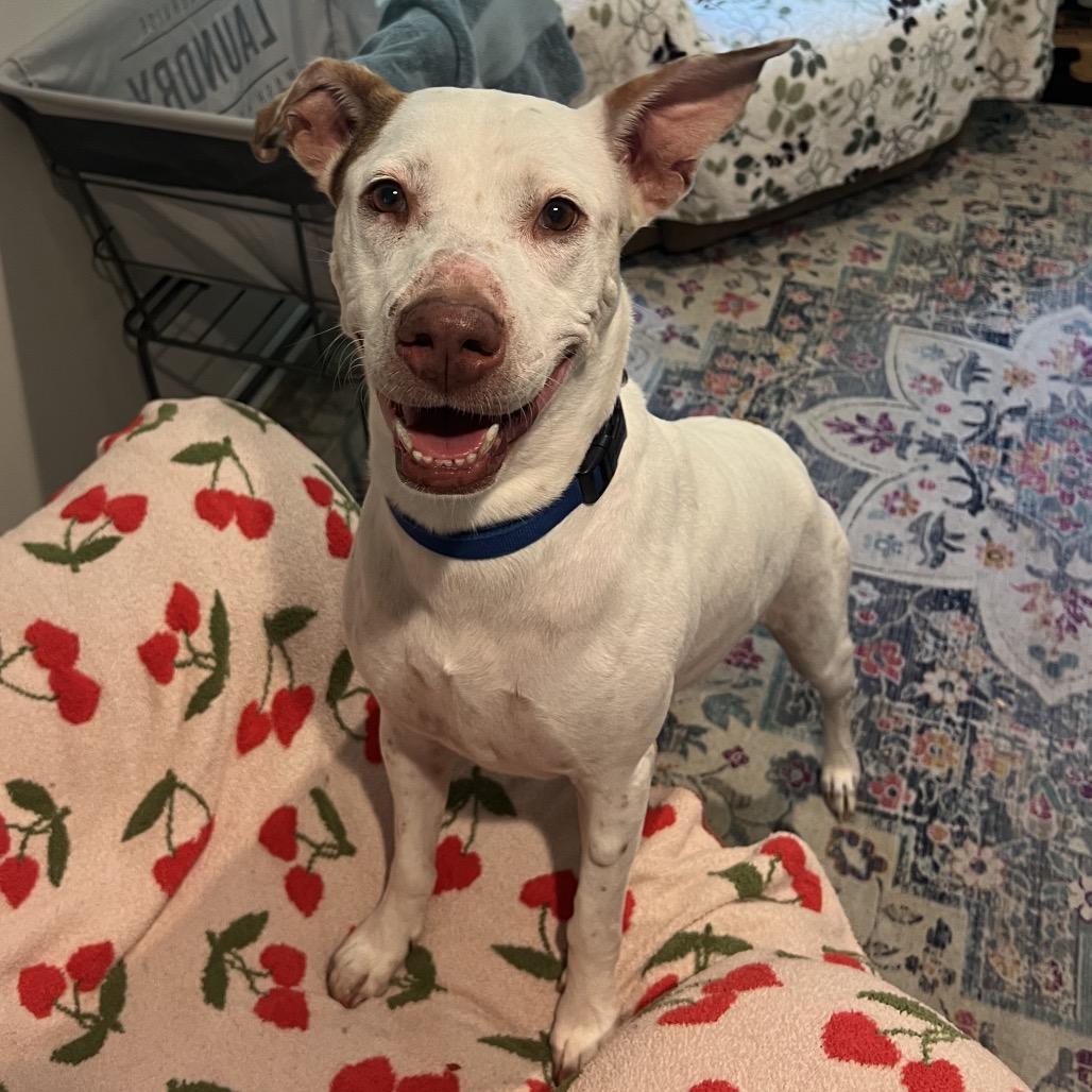 Enlarge Penny, a Adoptable Mixed Breed in Port Charlotte, FL image 5/6