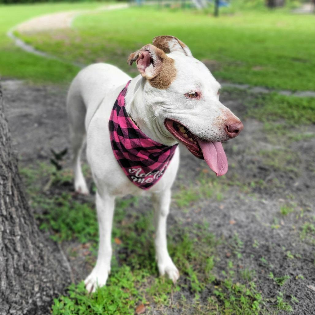 Enlarge Penny, a Adoptable Mixed Breed in Port Charlotte, FL image 6/6