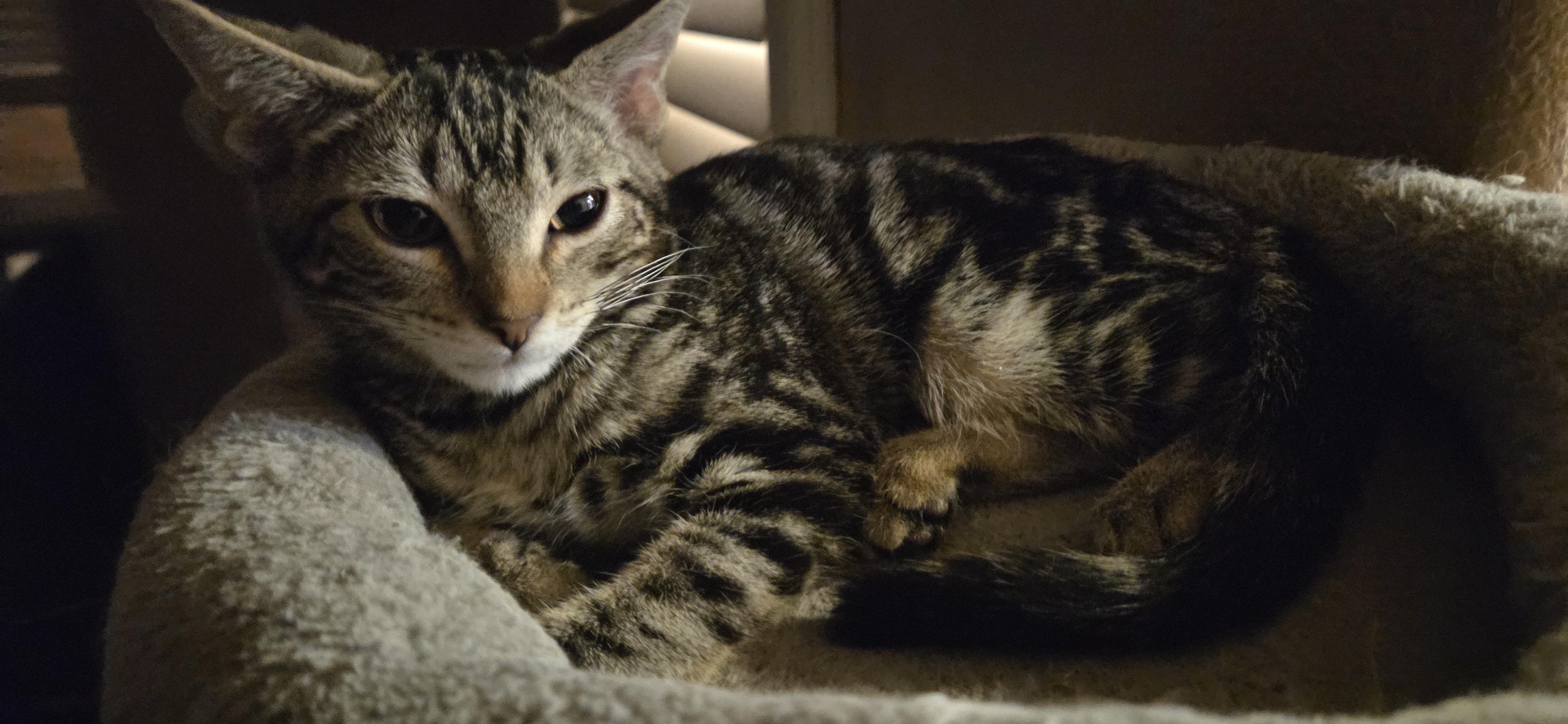 Jasper, Adoptable, Kitten Male Domestic Short Hair.