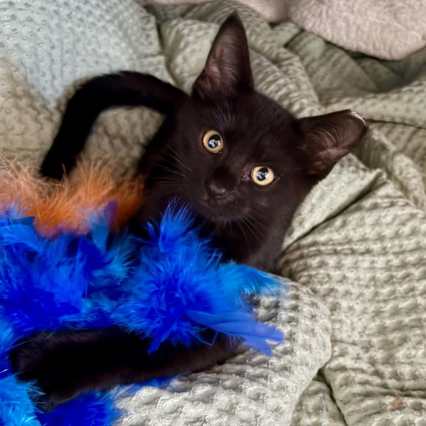 Enlarge Mundial, a ADOPTABLE Domestic Short Hair in Milwaukee, WI image 1/4