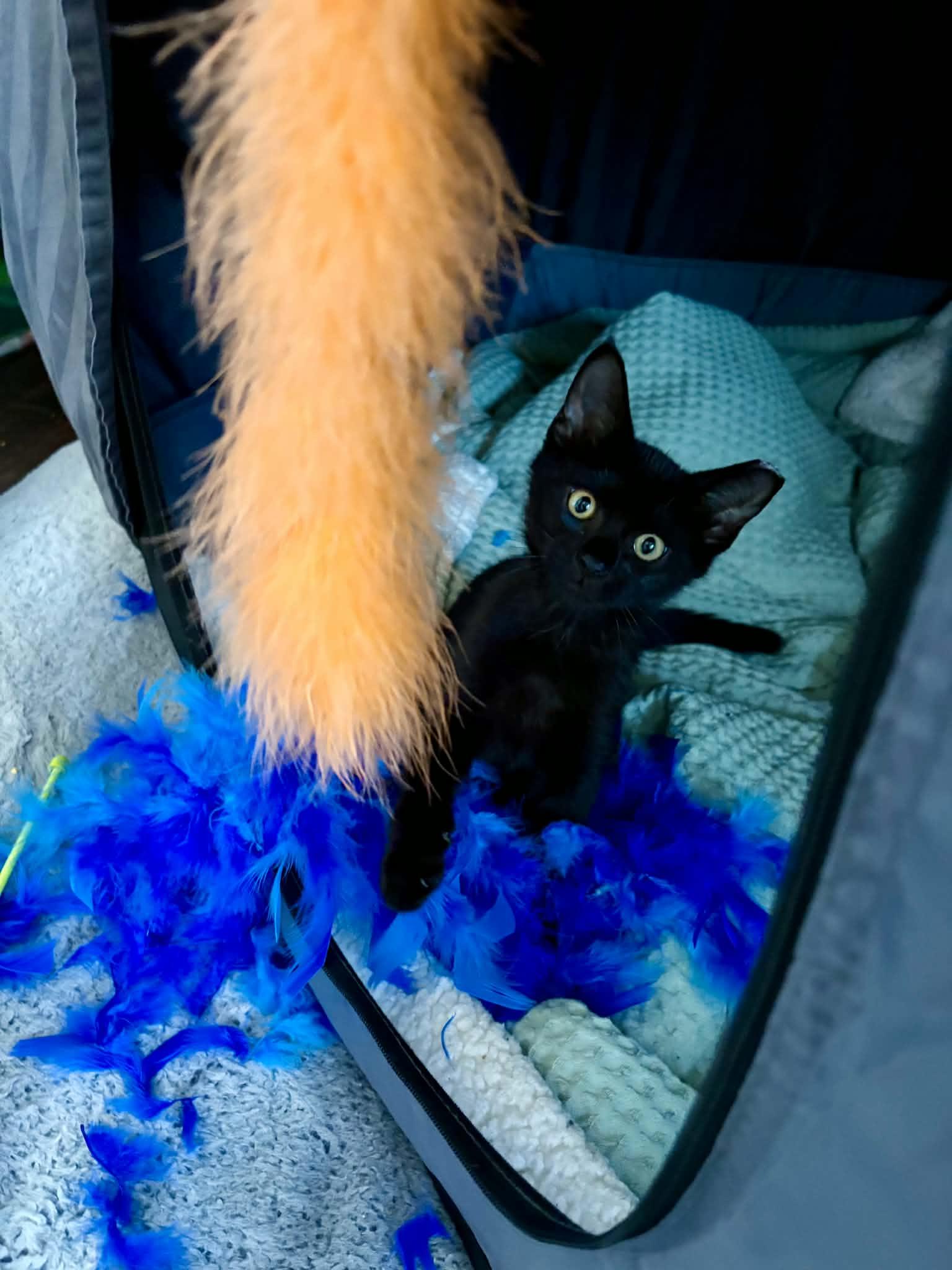 Enlarge Mundial, a ADOPTABLE Domestic Short Hair in Milwaukee, WI image 2/4
