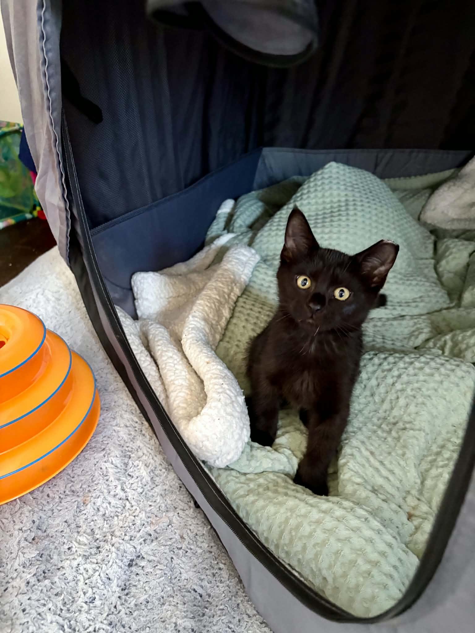Enlarge Mundial, a ADOPTABLE Domestic Short Hair in Milwaukee, WI image 4/4