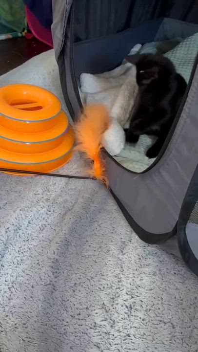 Enlarge Mundial, a ADOPTABLE Domestic Short Hair in Milwaukee, WI video 3/4