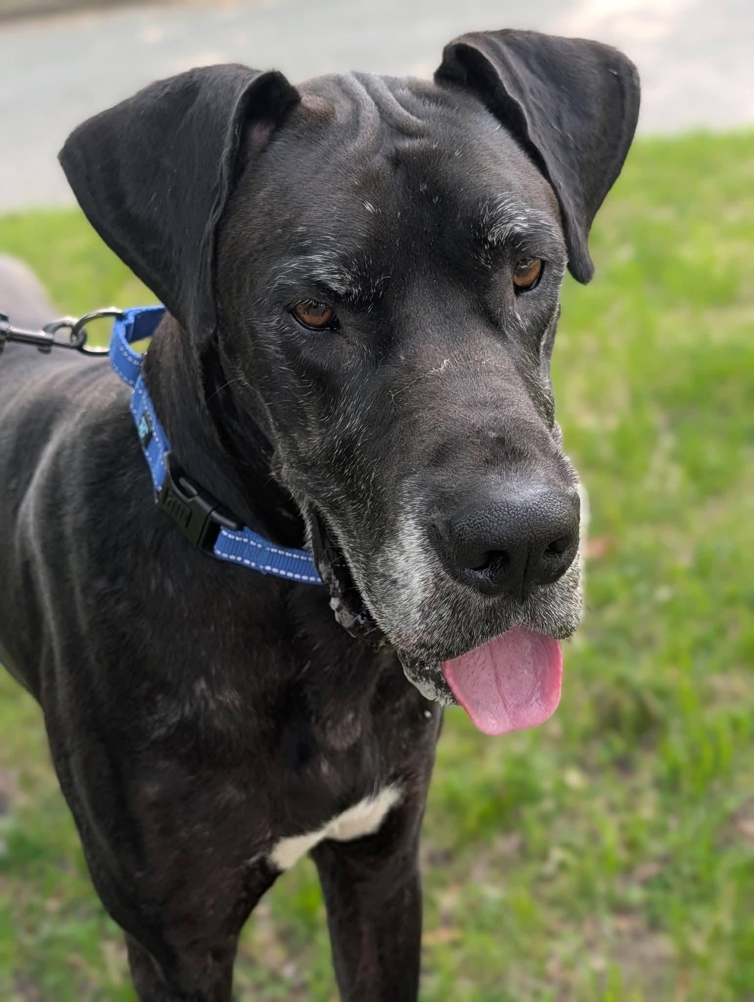 Enlarge Zeus, a ADOPTABLE Great Dane in Grand Rapids, MI image 2/3