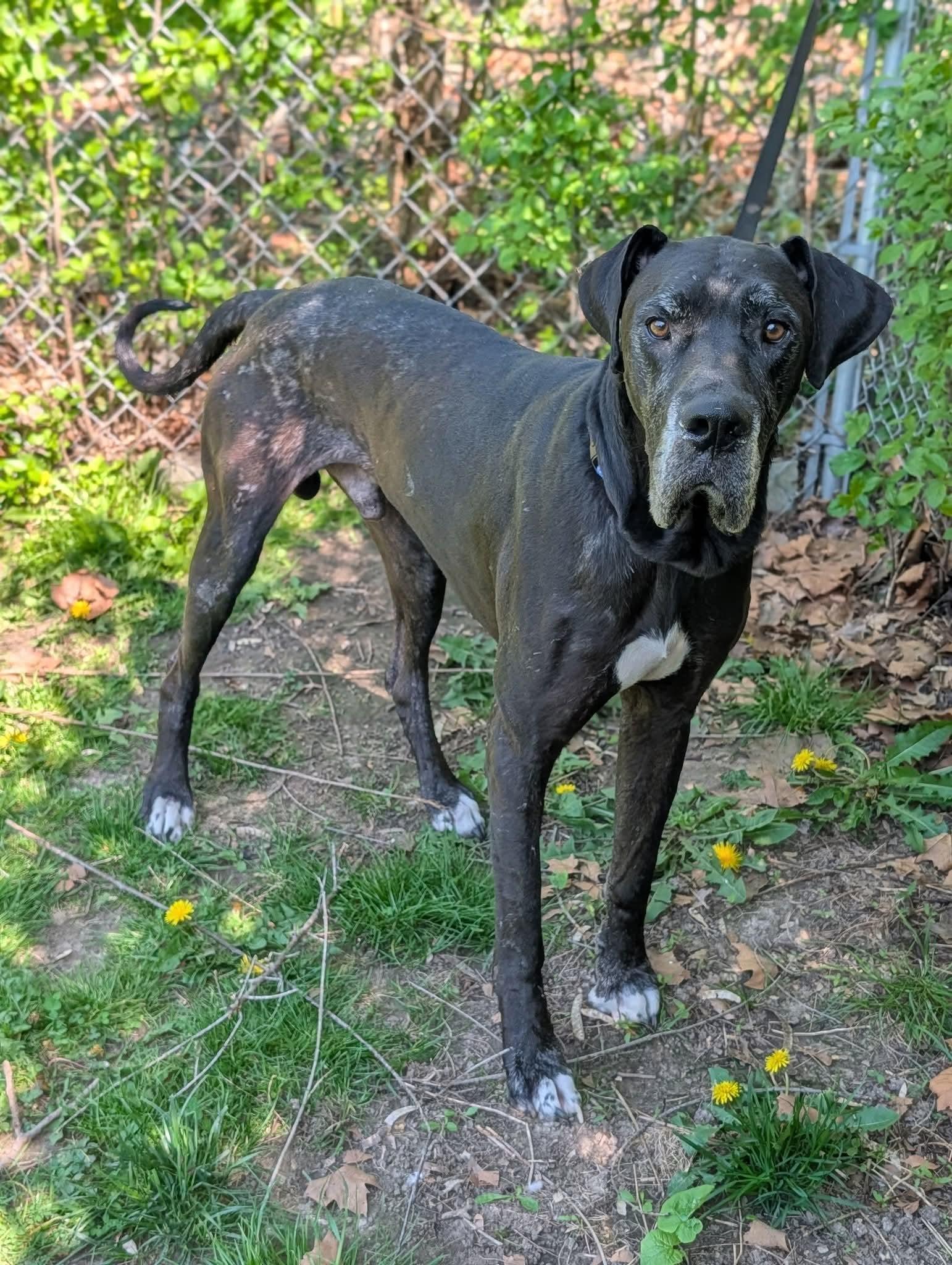 Enlarge Zeus, a ADOPTABLE Great Dane in Grand Rapids, MI image 1/3