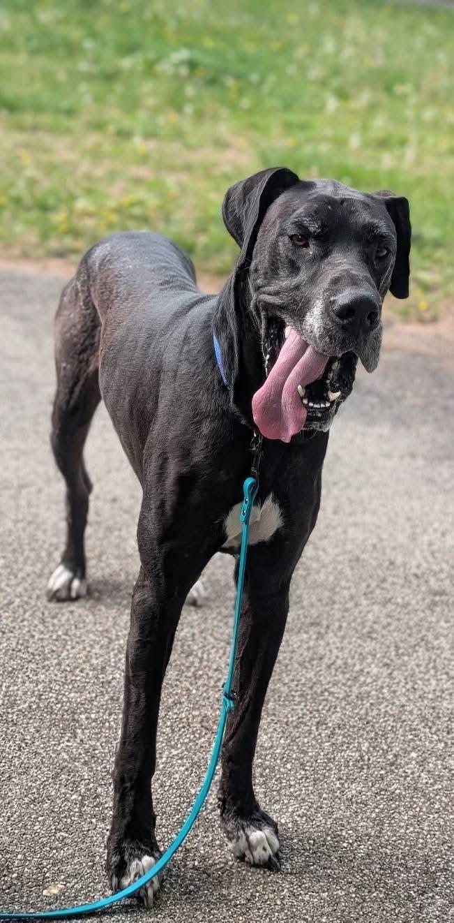 Enlarge Zeus, a ADOPTABLE Great Dane in Grand Rapids, MI image 3/3