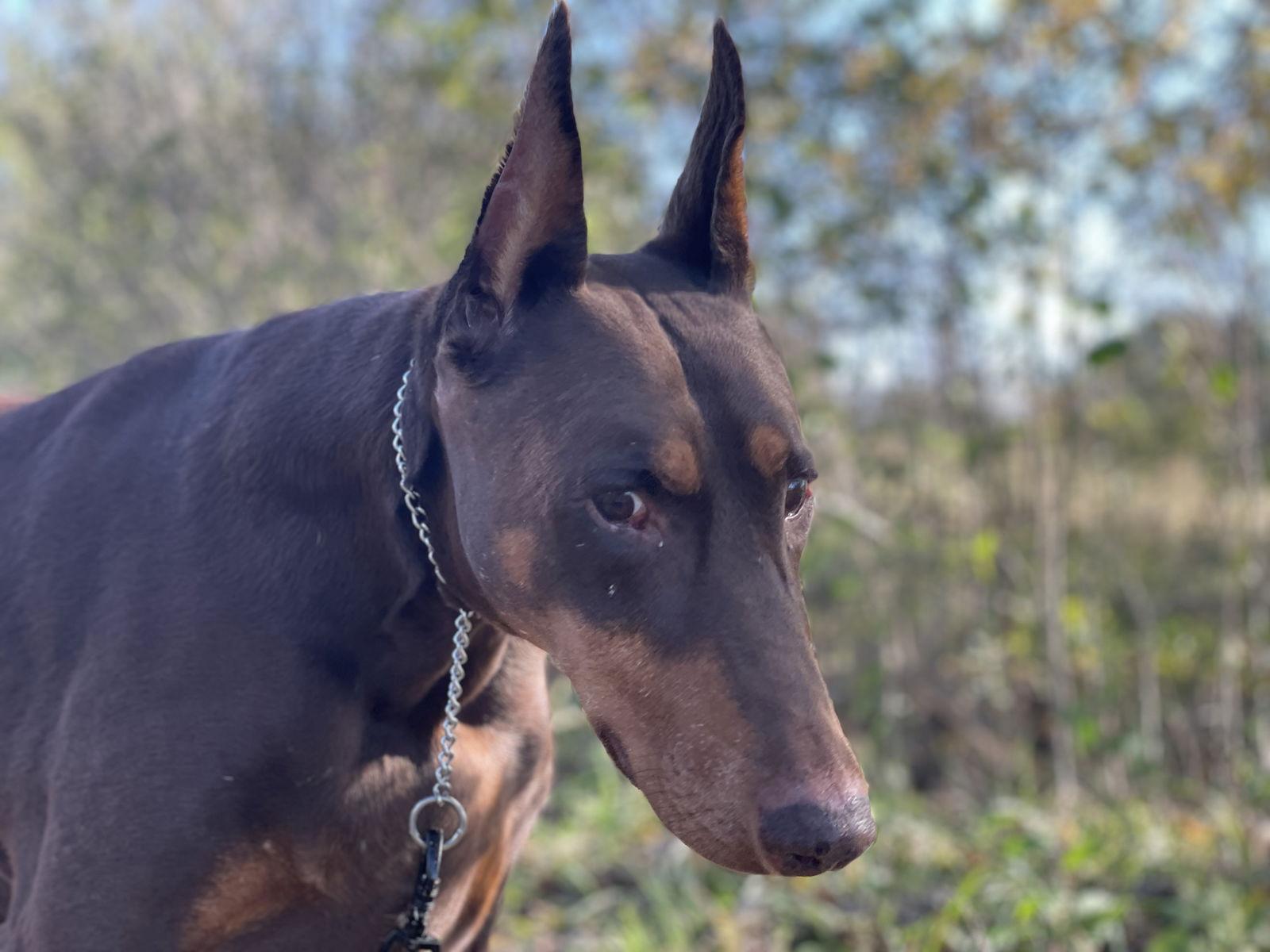 Venus, Adoptable, Senior Female Doberman Pinscher.