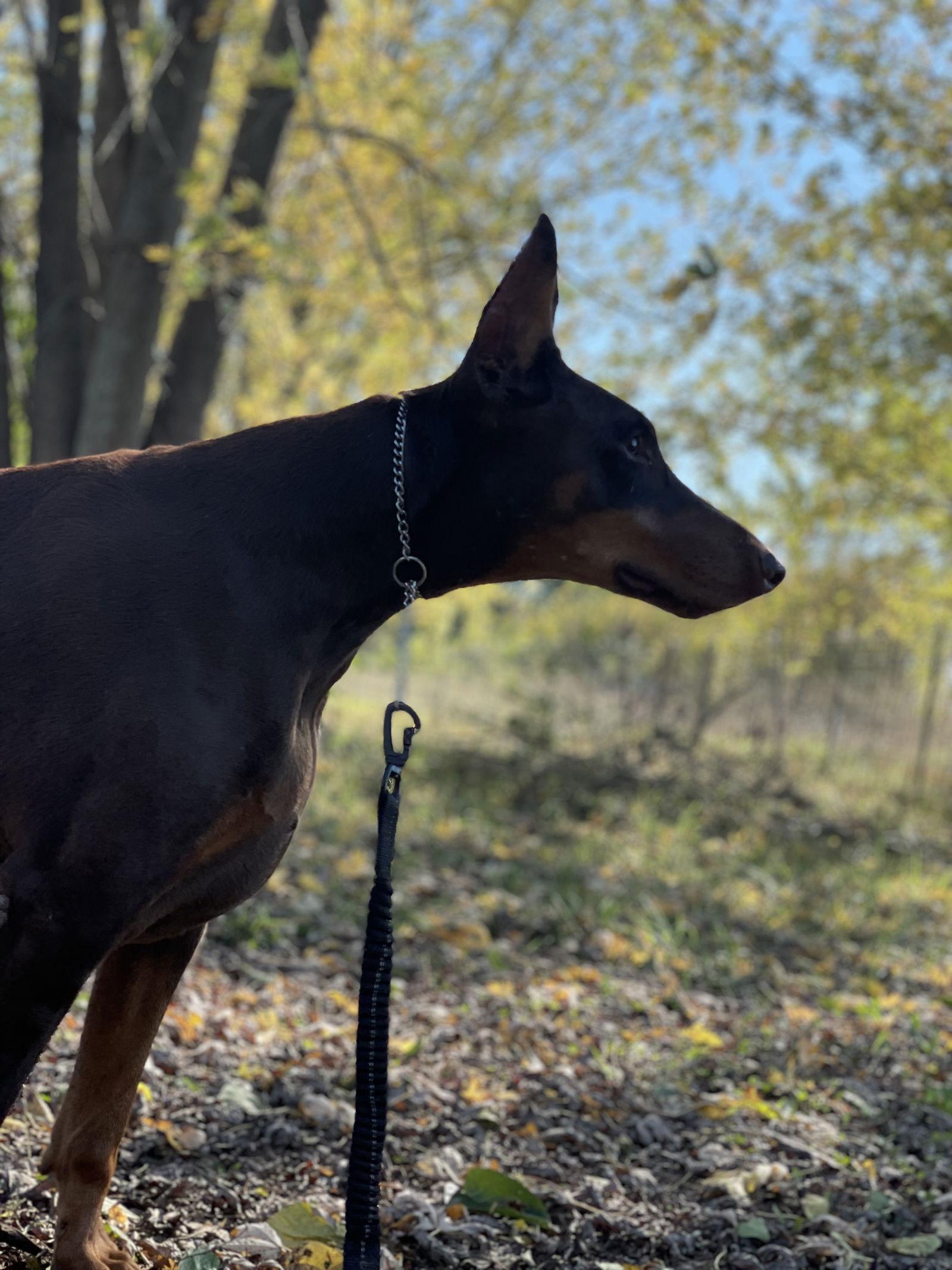 Enlarge Venus, a Adoptable Doberman Pinscher in Minneapolis, MN image 2/3