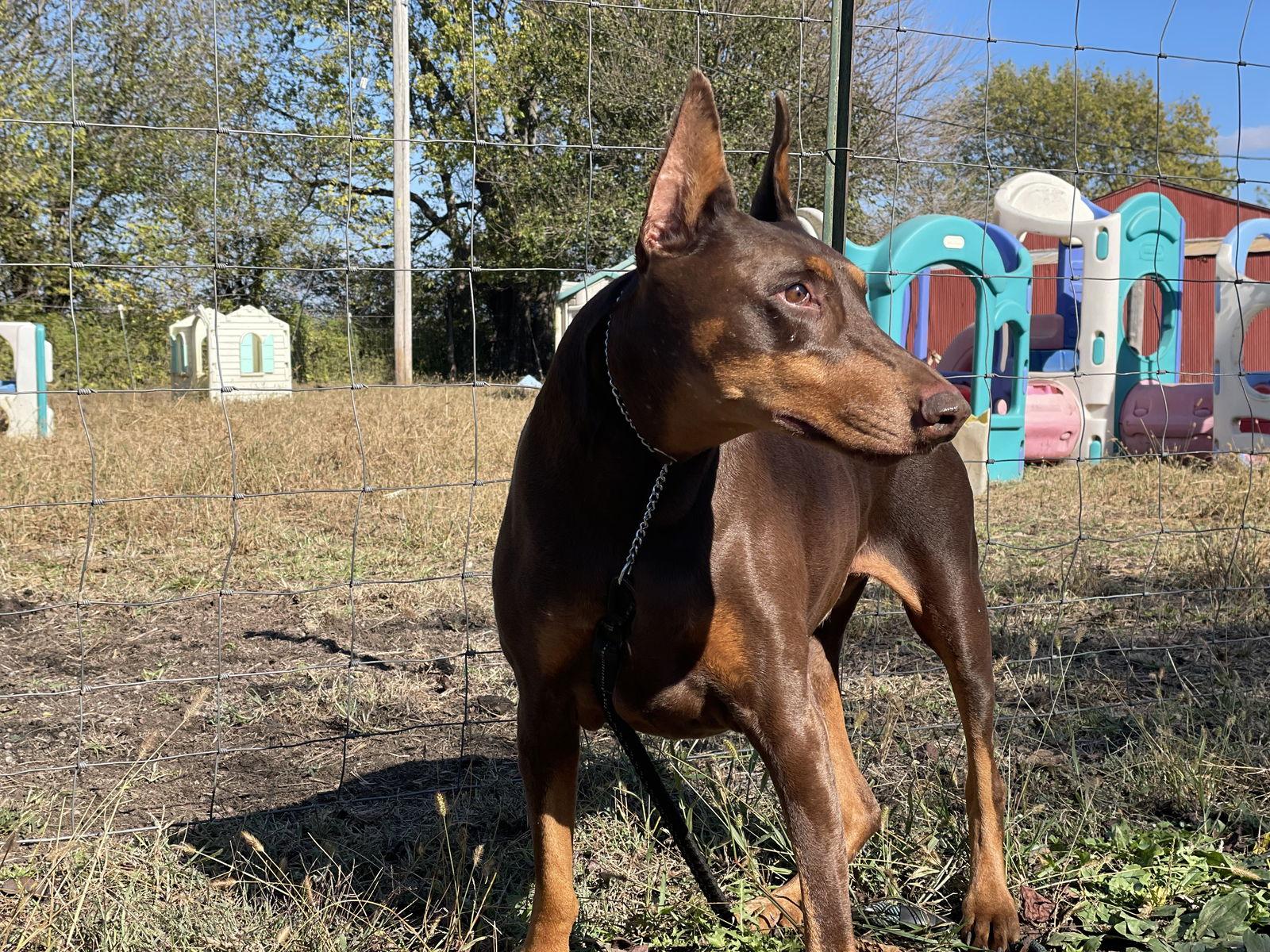 Enlarge Venus, a Adoptable Doberman Pinscher in Minneapolis, MN image 3/3