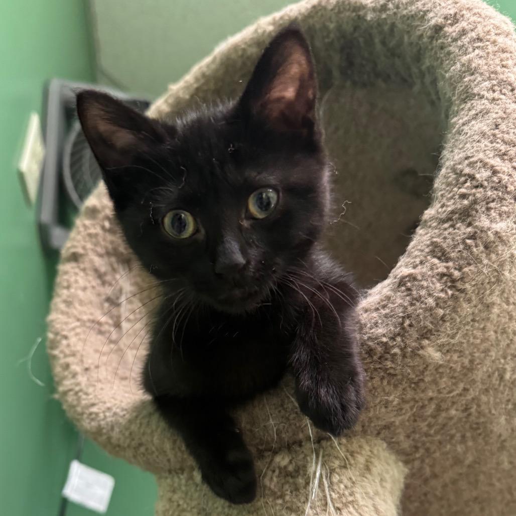 Enlarge Frisbee, a Adoptable Domestic Short Hair in Pekin, IL image 1/2