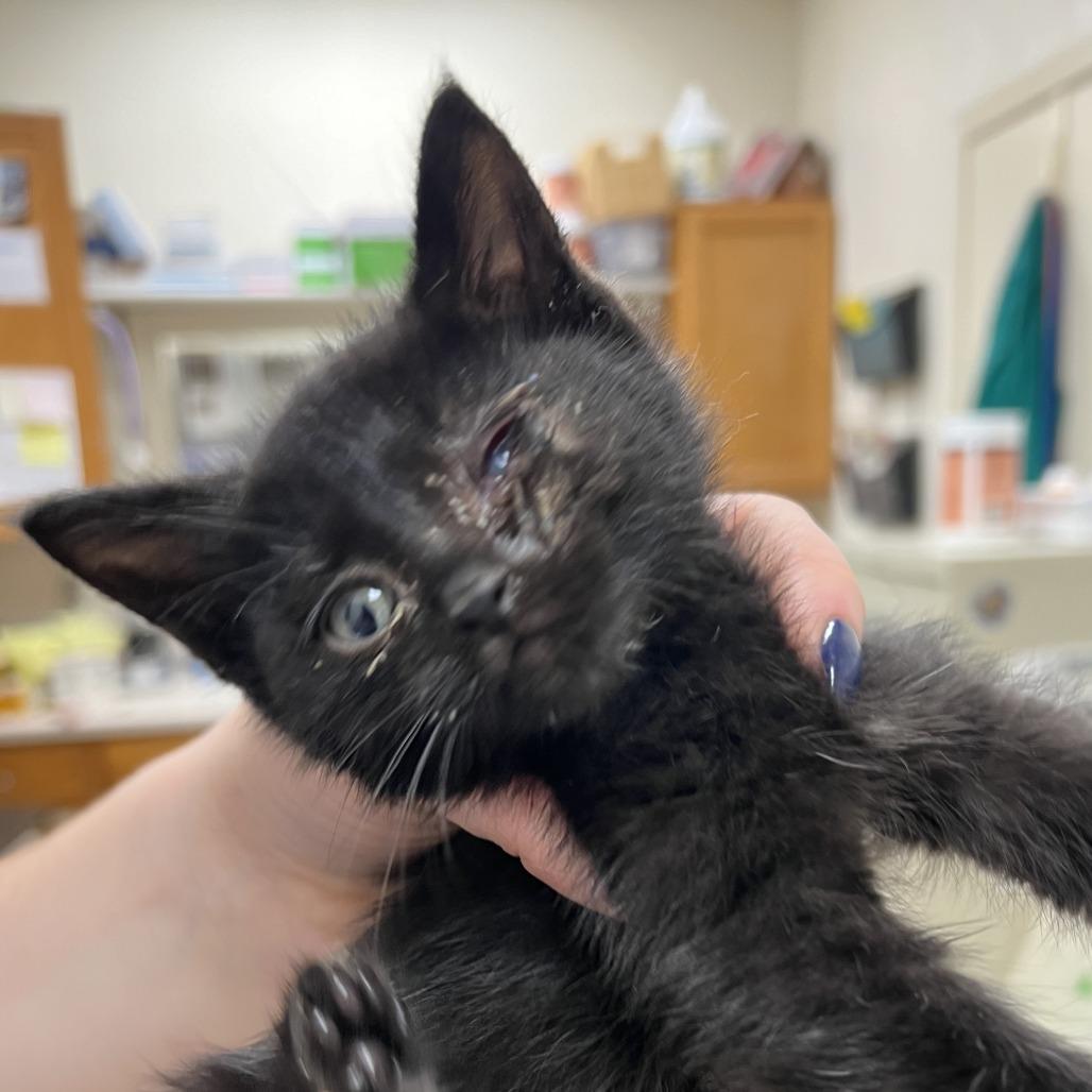 Enlarge Frisbee, a Adoptable Domestic Short Hair in Pekin, IL image 2/2