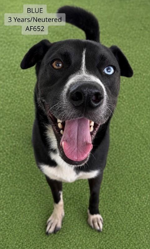 Blue, Adoptable, Adult Male Husky & German Shepherd Dog.
