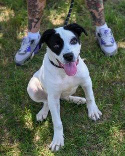 PR 49 Adele HHS RRP, Adoptable, Young Female Hound.