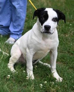 Enlarge PR 49 Adele HHS RRP, a Adoptable Hound in Glen Allen, VA image 2/3