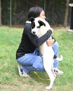 Enlarge PR 49 Adele HHS RRP, a Adoptable Hound in Glen Allen, VA image 3/3