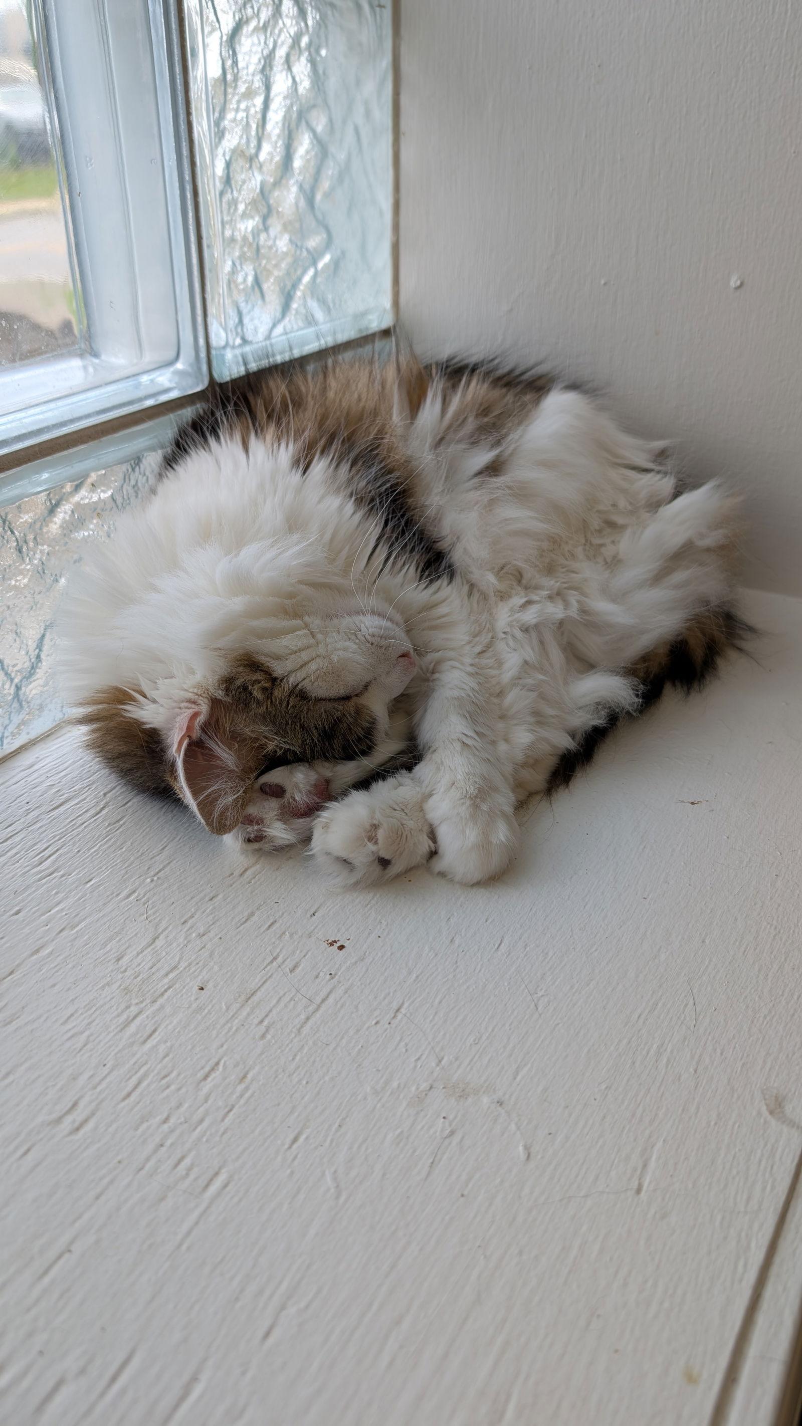 Niblet, a Adoptable Domestic Long Hair in Columbus, OH image 1/3