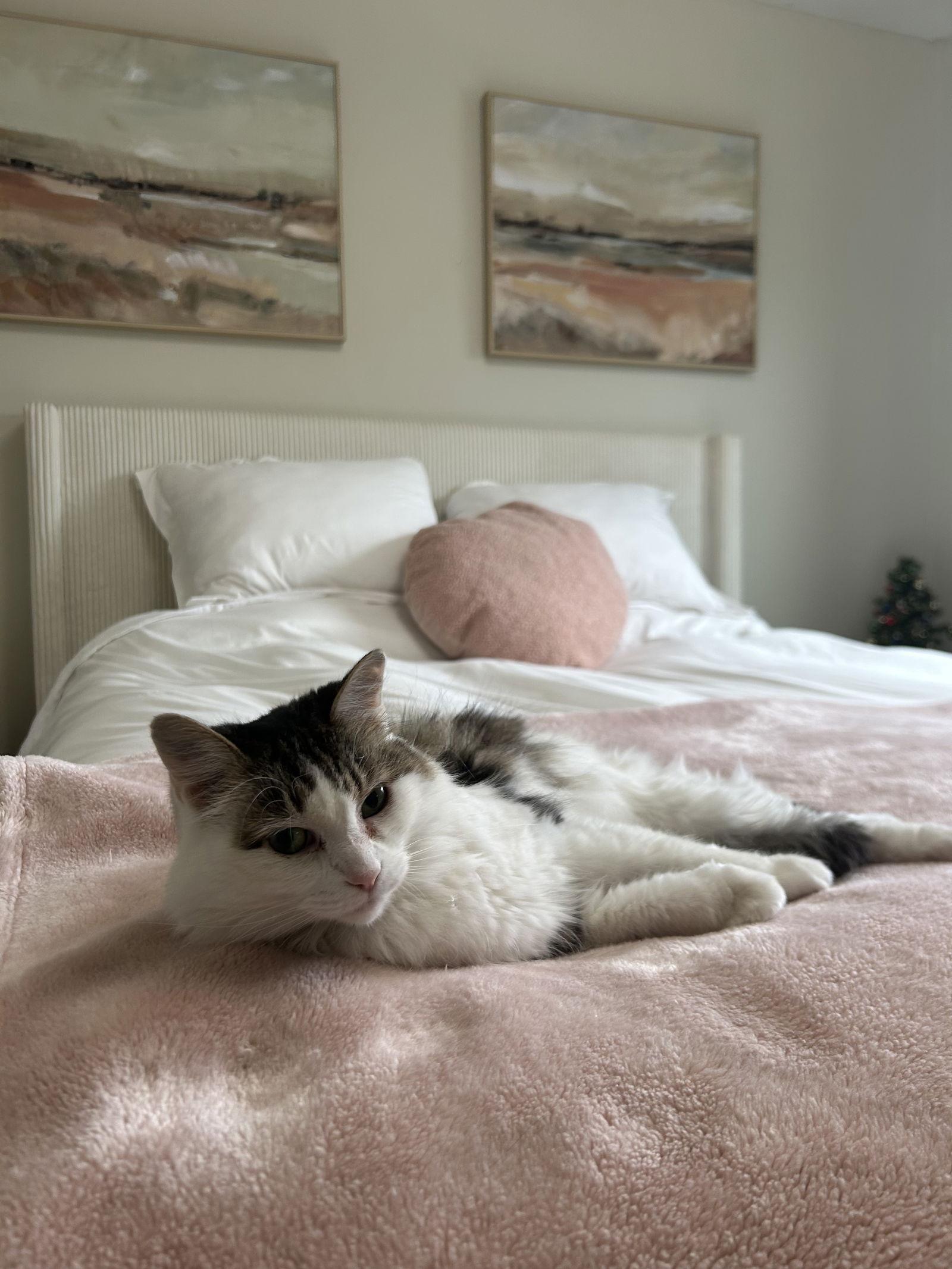 Niblet, a Adoptable Domestic Long Hair in Columbus, OH image 2/3