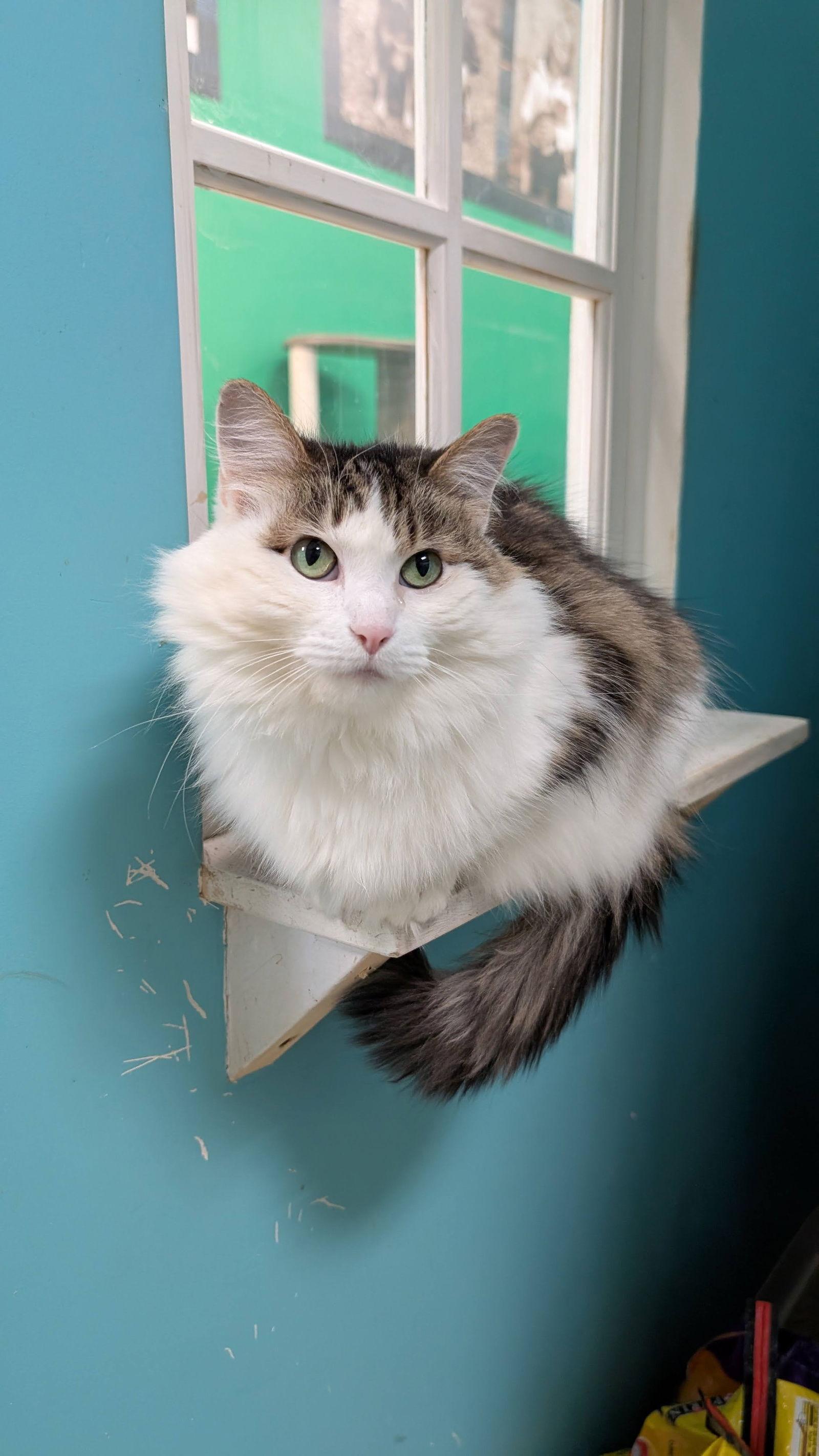 Niblet, a Adoptable Domestic Long Hair in Columbus, OH image 3/3