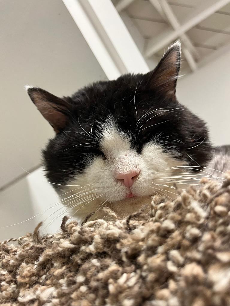 Blueberry Bagel, a Adoptable mixed breed in Winnipeg, MB image 1/4