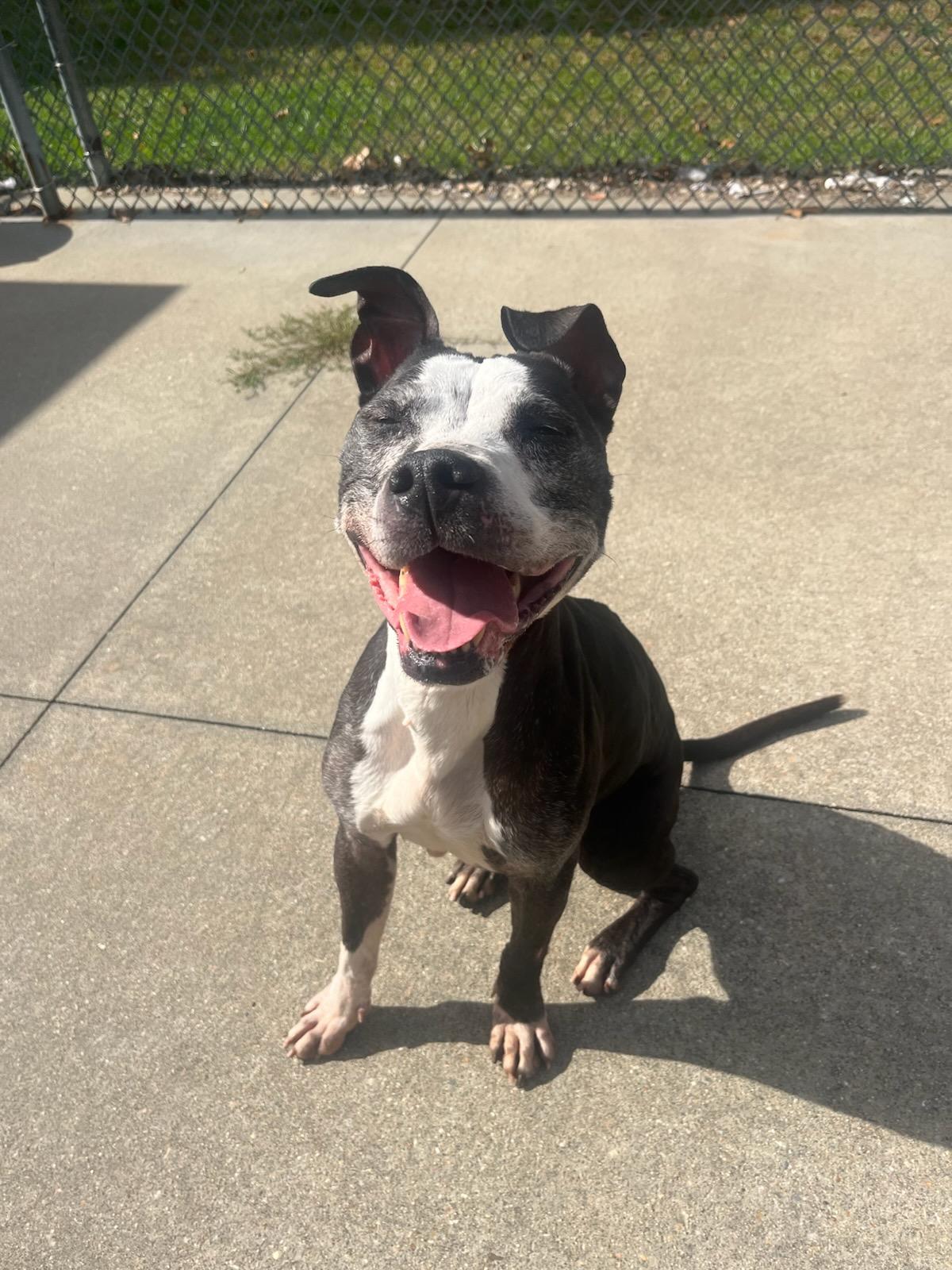 #178 Mabel, Adoptable, Senior Female Pit Bull Terrier.